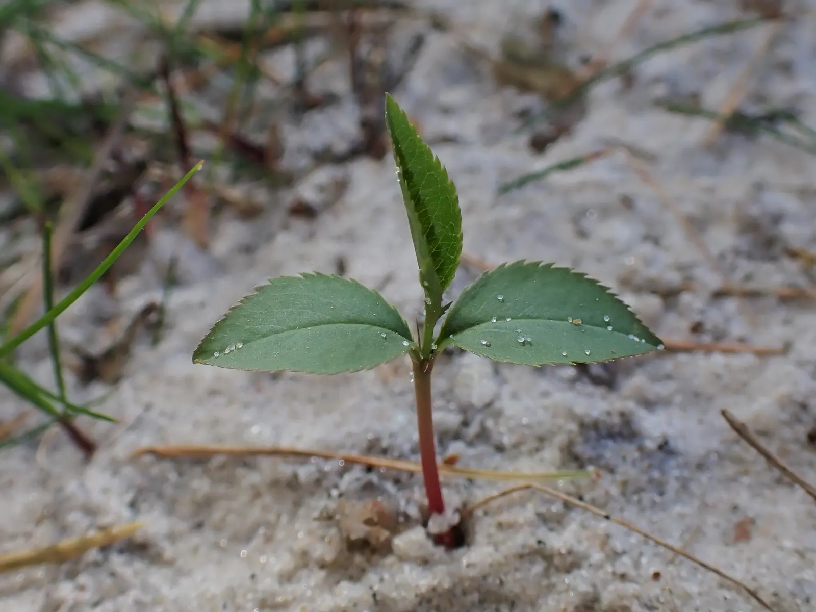 Black Cherry (Prunus Serotina) — Prunus serotina is a classic choice for adding a natural; is a deciduous native known for its fast growth