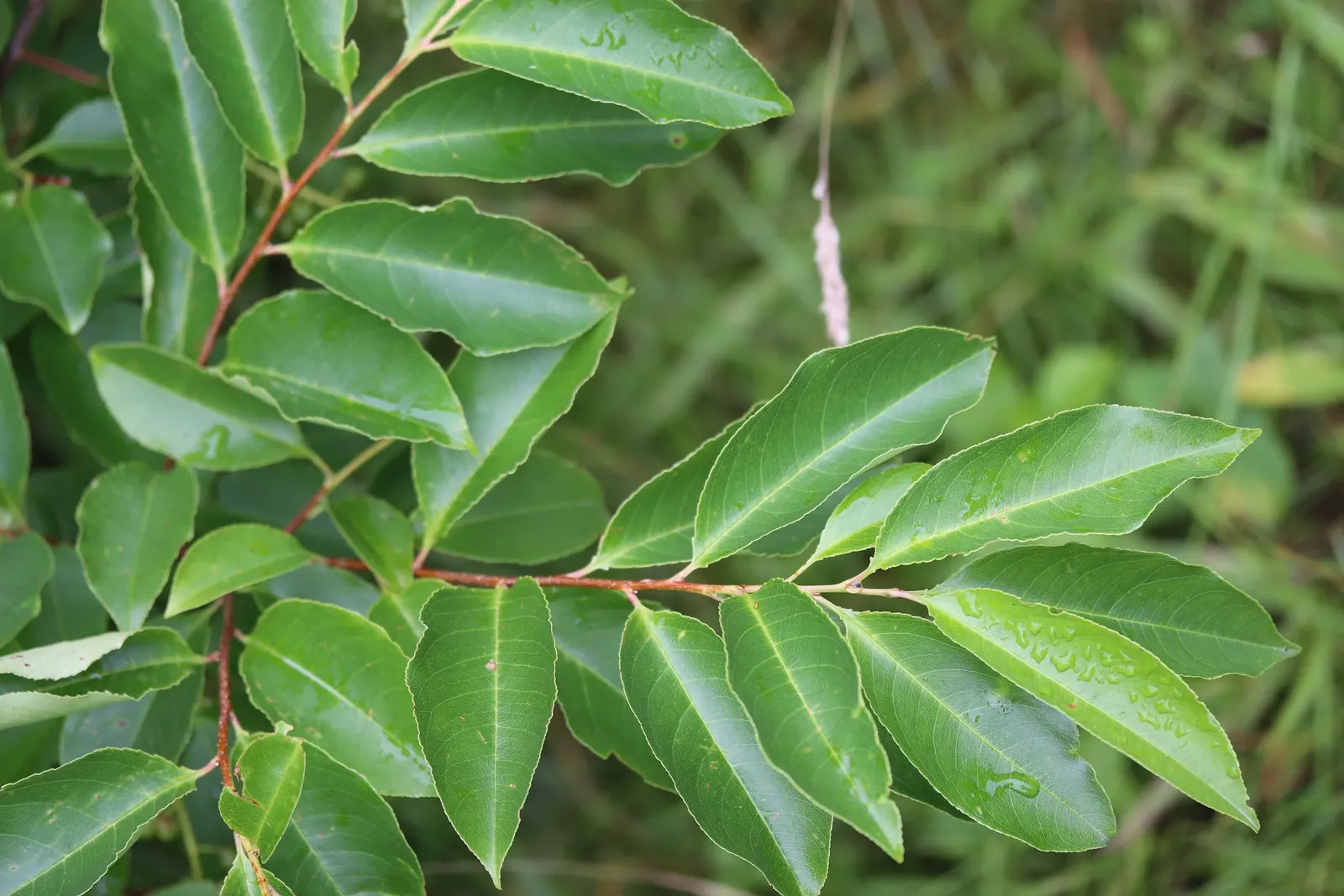 Black Cherry (Prunus Serotina) — is a versatile and elegant tree; the Black Cherry prefers full sun to partial shade and adapts well to a range of, image 72