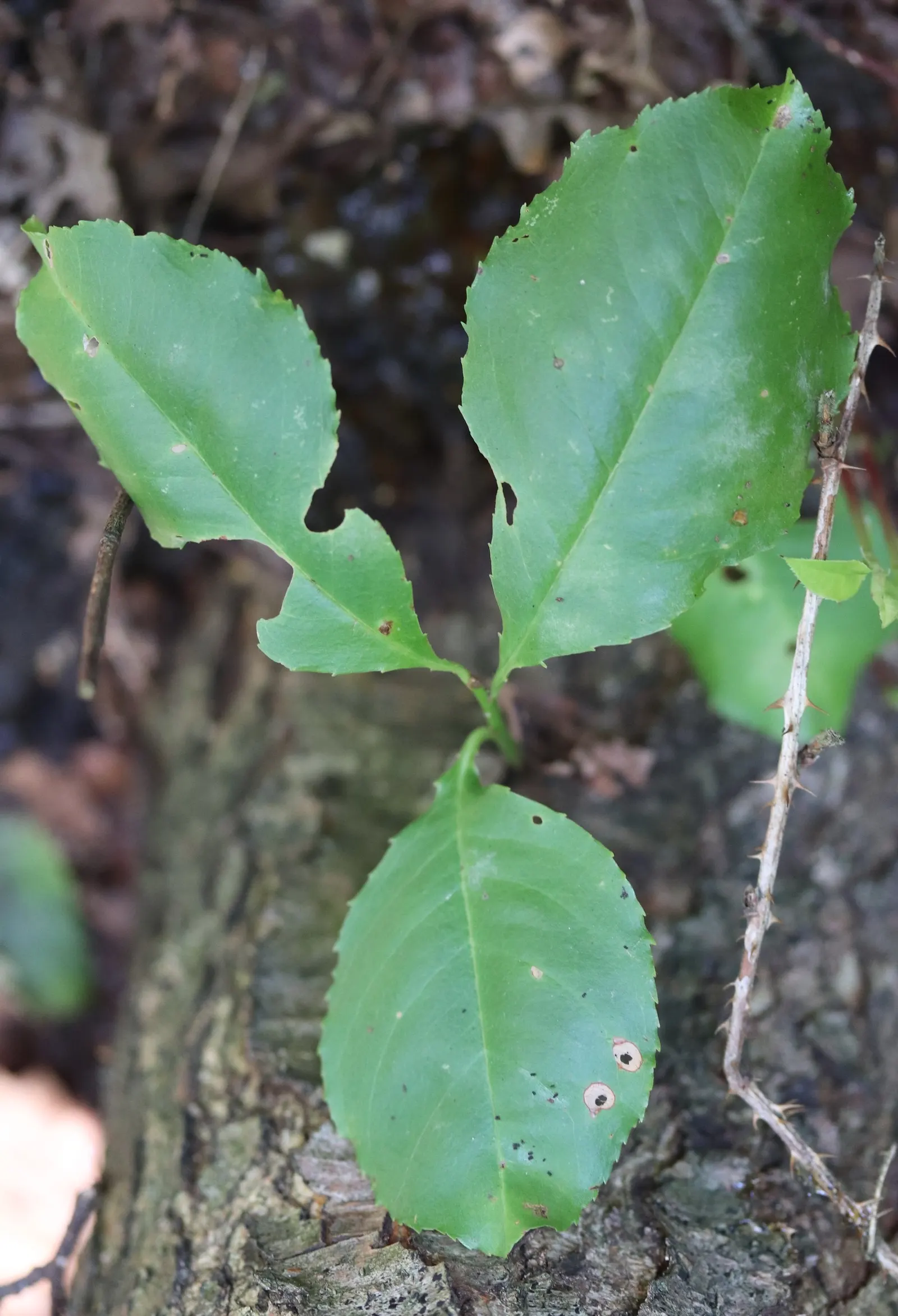 Black Cherry (Prunus Serotina) — followed by purplish-black edible fruits that attract wildlife