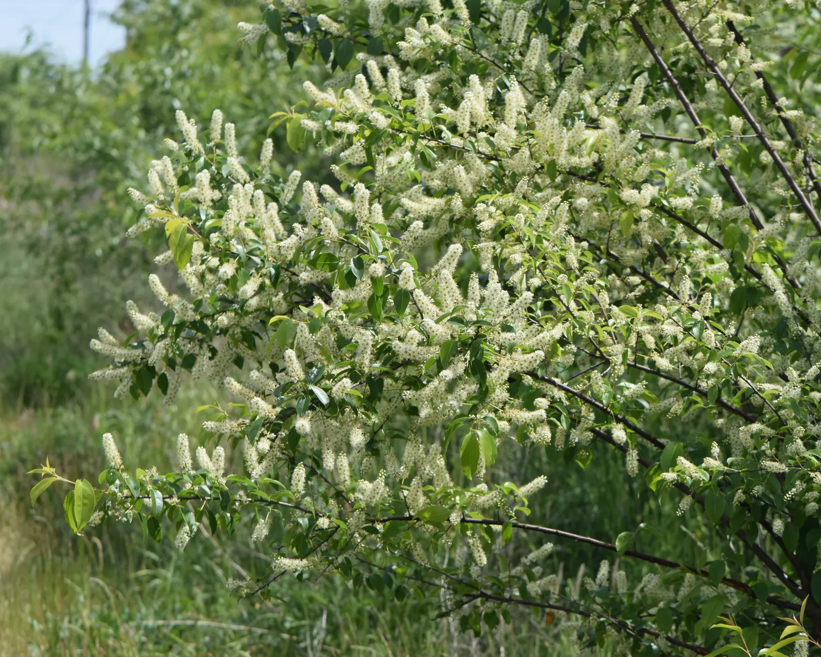 Black Cherry (Prunus Serotina) — tree for full