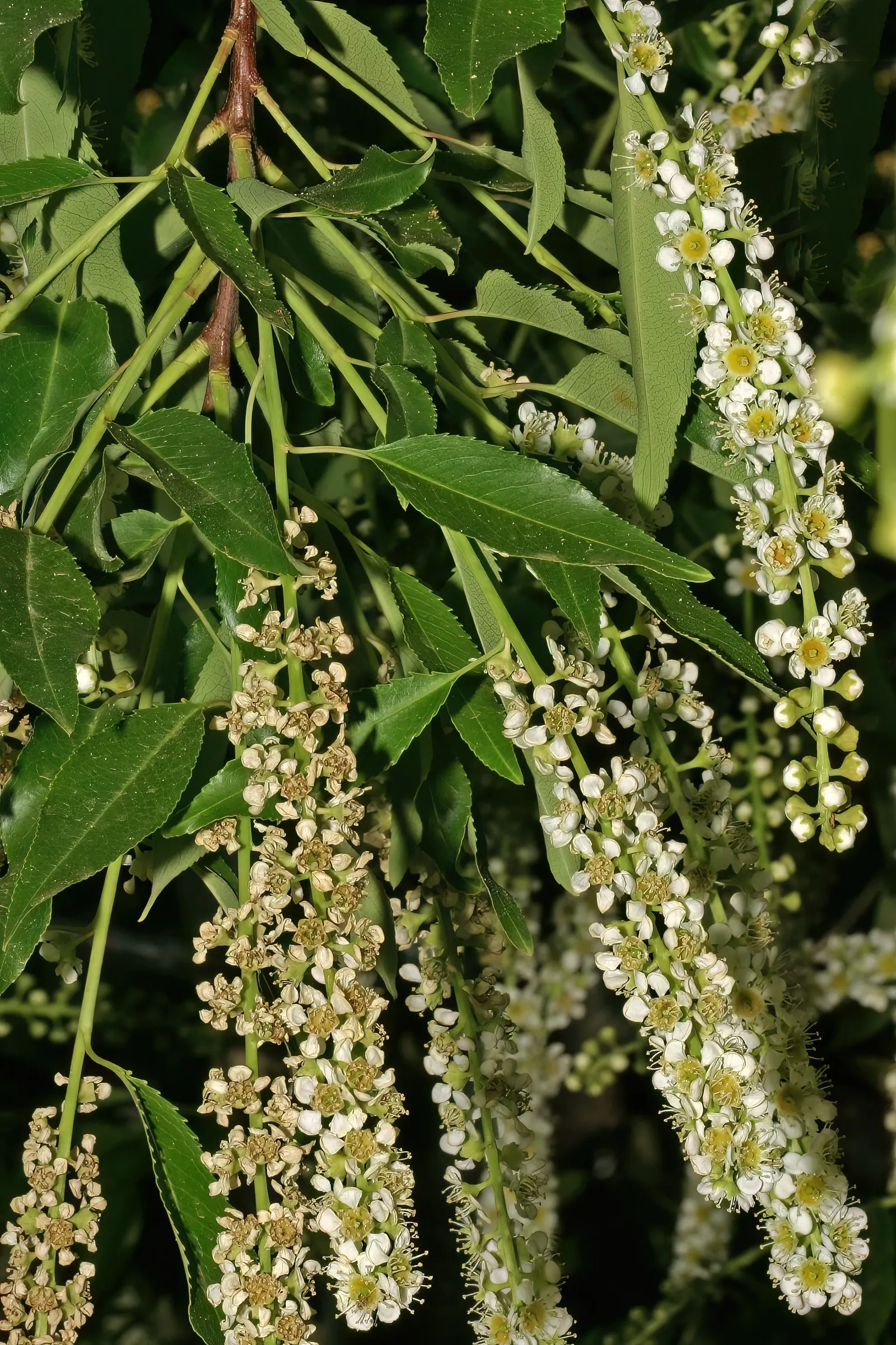Black Cherry (Prunus Serotina) — approximately 1/3 inch in diameter