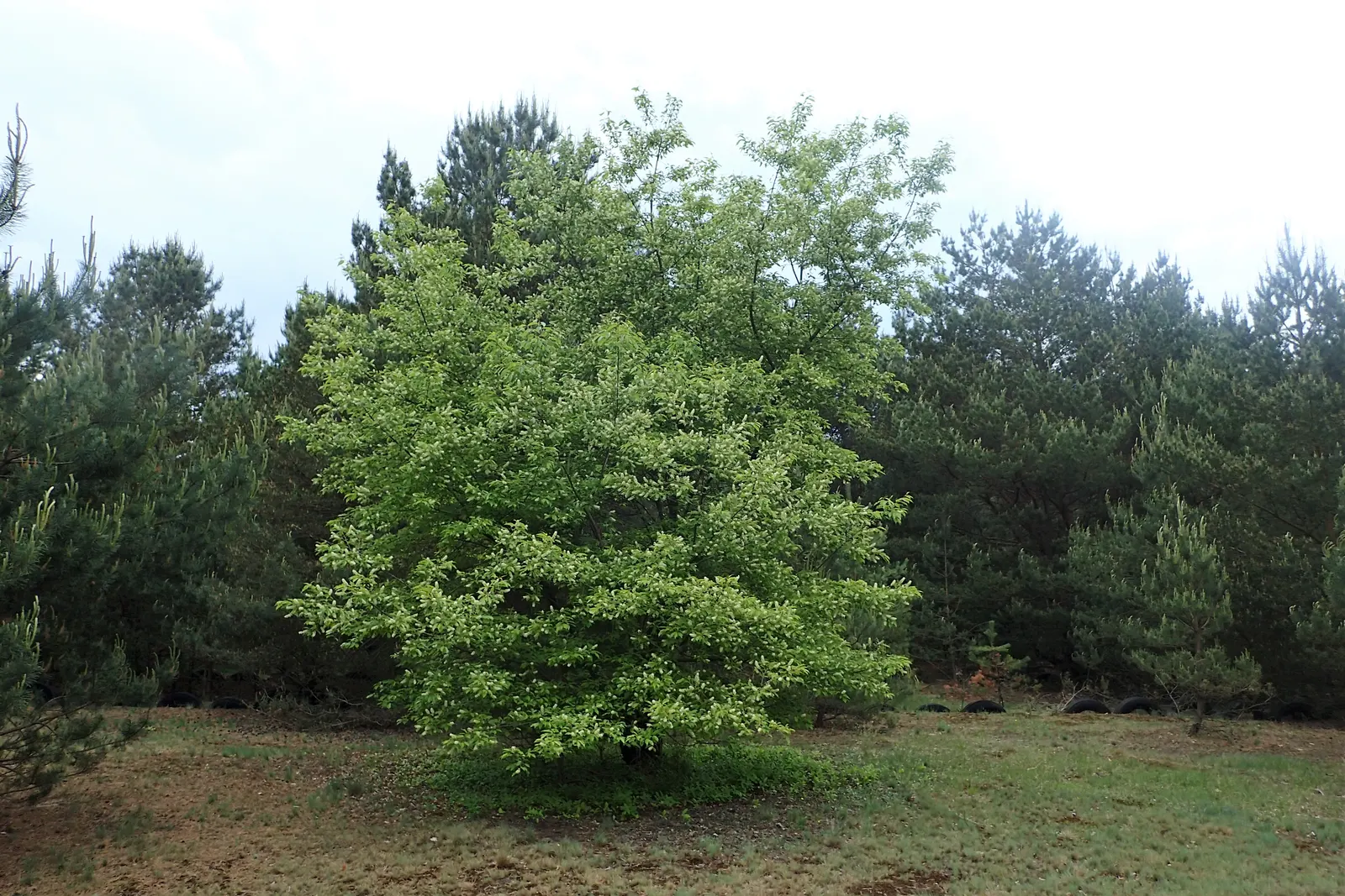 Black Cherry (Prunus Serotina) — consider incorporating this native tree into designs where height; offering a grand silhouette against the, image 89