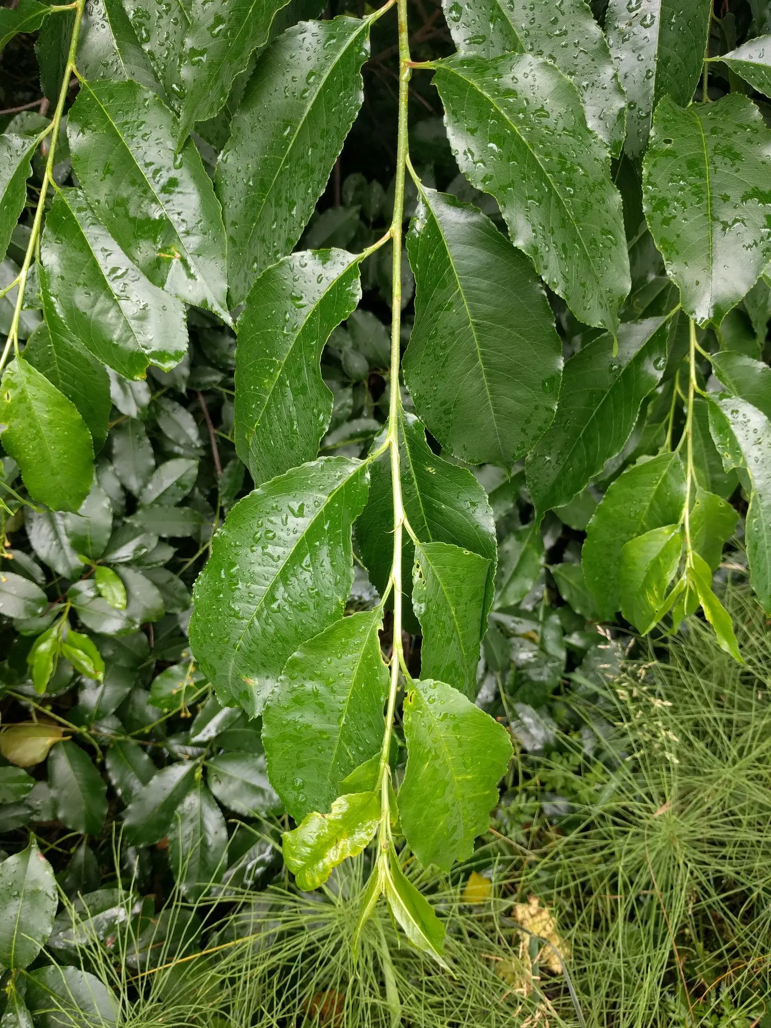Black Cherry (Prunus Serotina) — dark purple to black drupes
