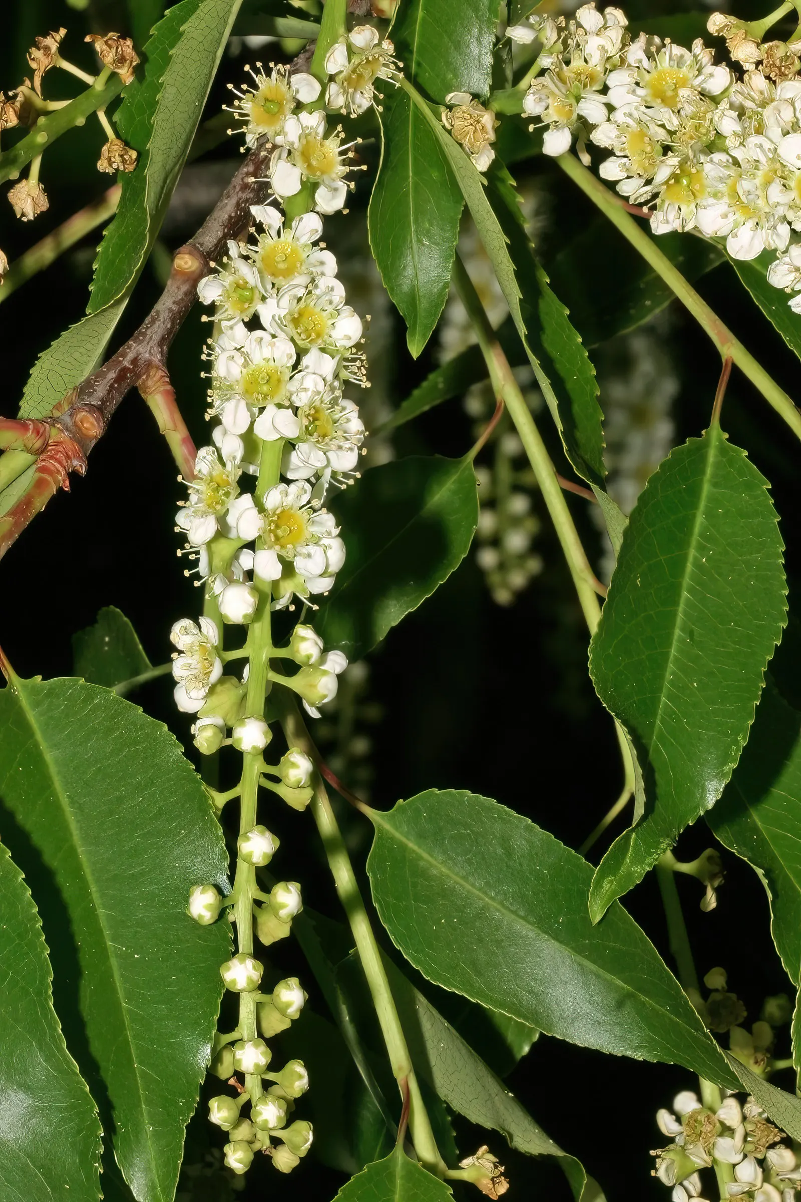 Black Cherry (Prunus Serotina) — tree for full; alluring essence to the garden space