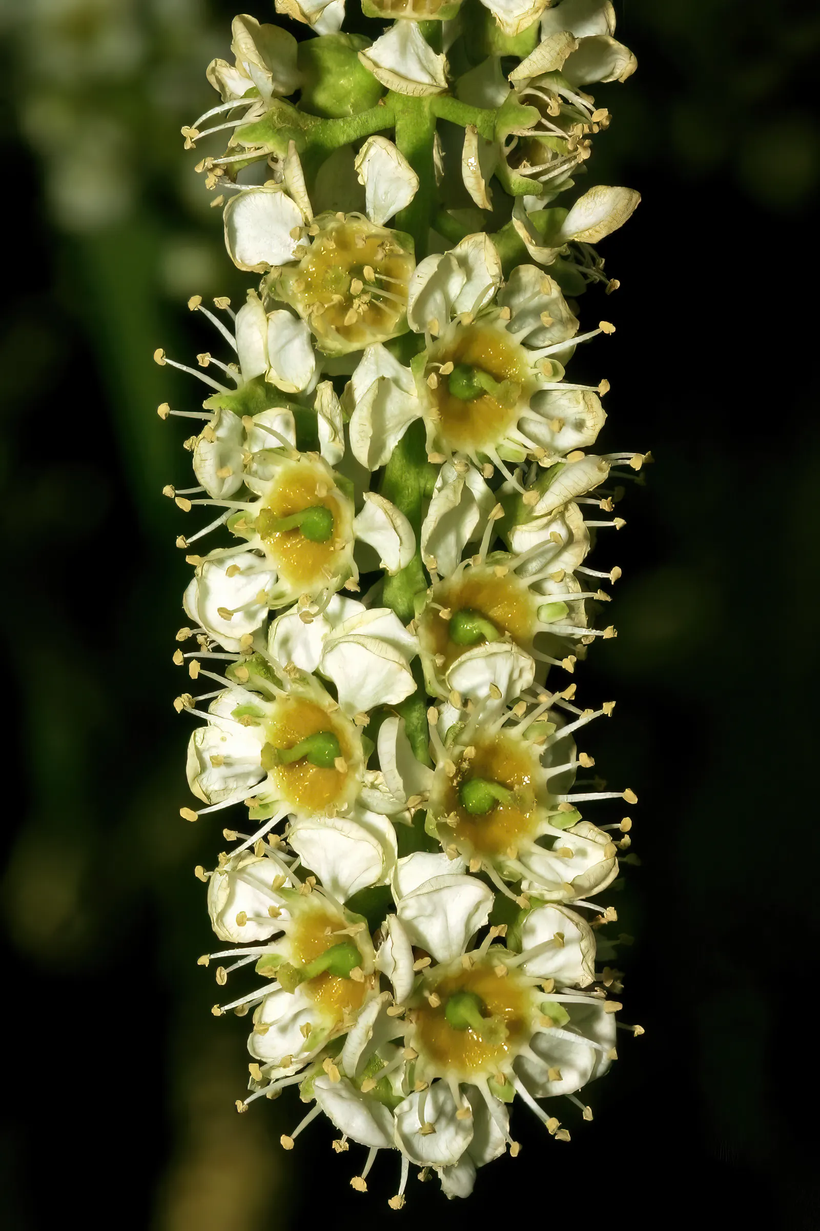 Black Cherry (Prunus Serotina) — here's a description that should be helpful:<br><br>The Black Cherry; providing a striking display, image 103