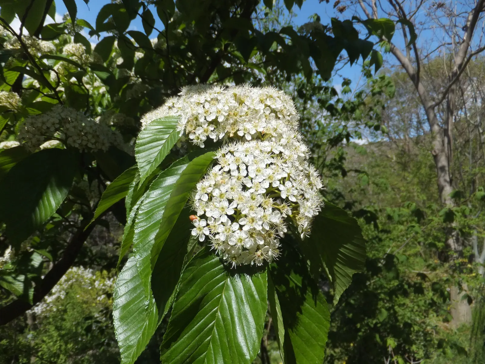 Black Cherry (Prunus Serotina) — reaching up to 50-80 feet tall with a spread of 35-50 feet; this stately deciduous tree features an oblong-oval to rounded