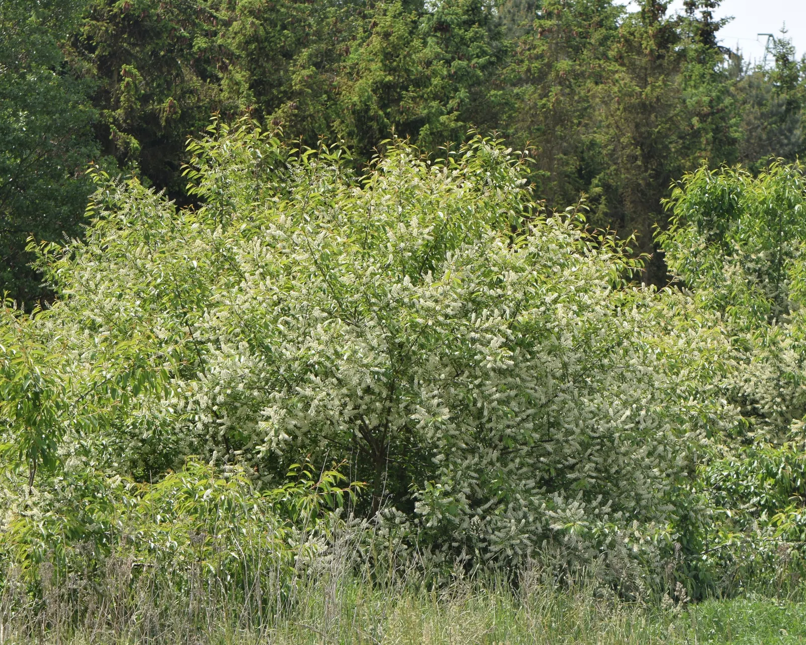 Black Cherry (Prunus Serotina) — esteemed for its ornamental beauty and beneficial ecological attributes; prunus serotina is a classic choice for adding a