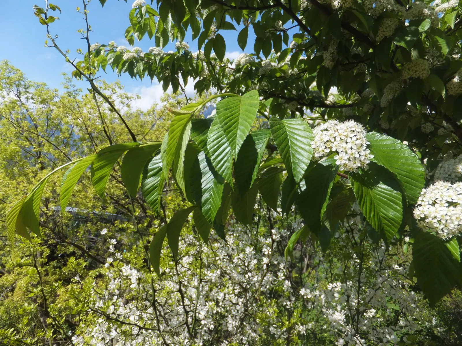 Black Cherry (Prunus Serotina) — well-drained soil with a mildly acidic to neutral pH; pink and white flowers in the garden, image 87