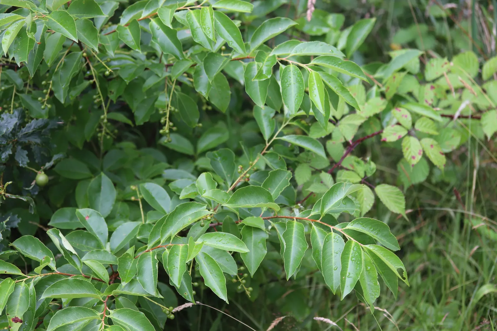 Black Cherry (Prunus Serotina) — delicate racemes of fragrant white flowers emerge; it thrives in full sun to part shade and adapts to various soils, image 79