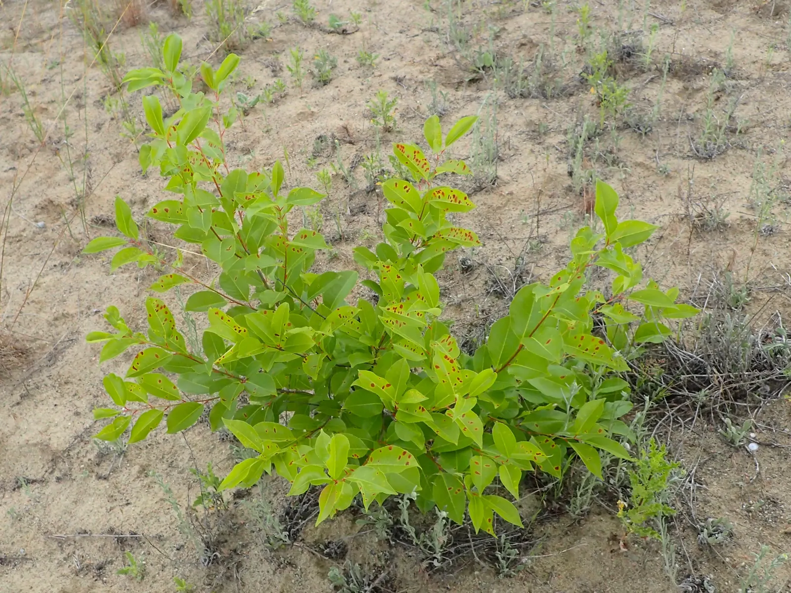 Black Cherry (Prunus Serotina) — it thrives in full sun to part shade and adapts to various soils