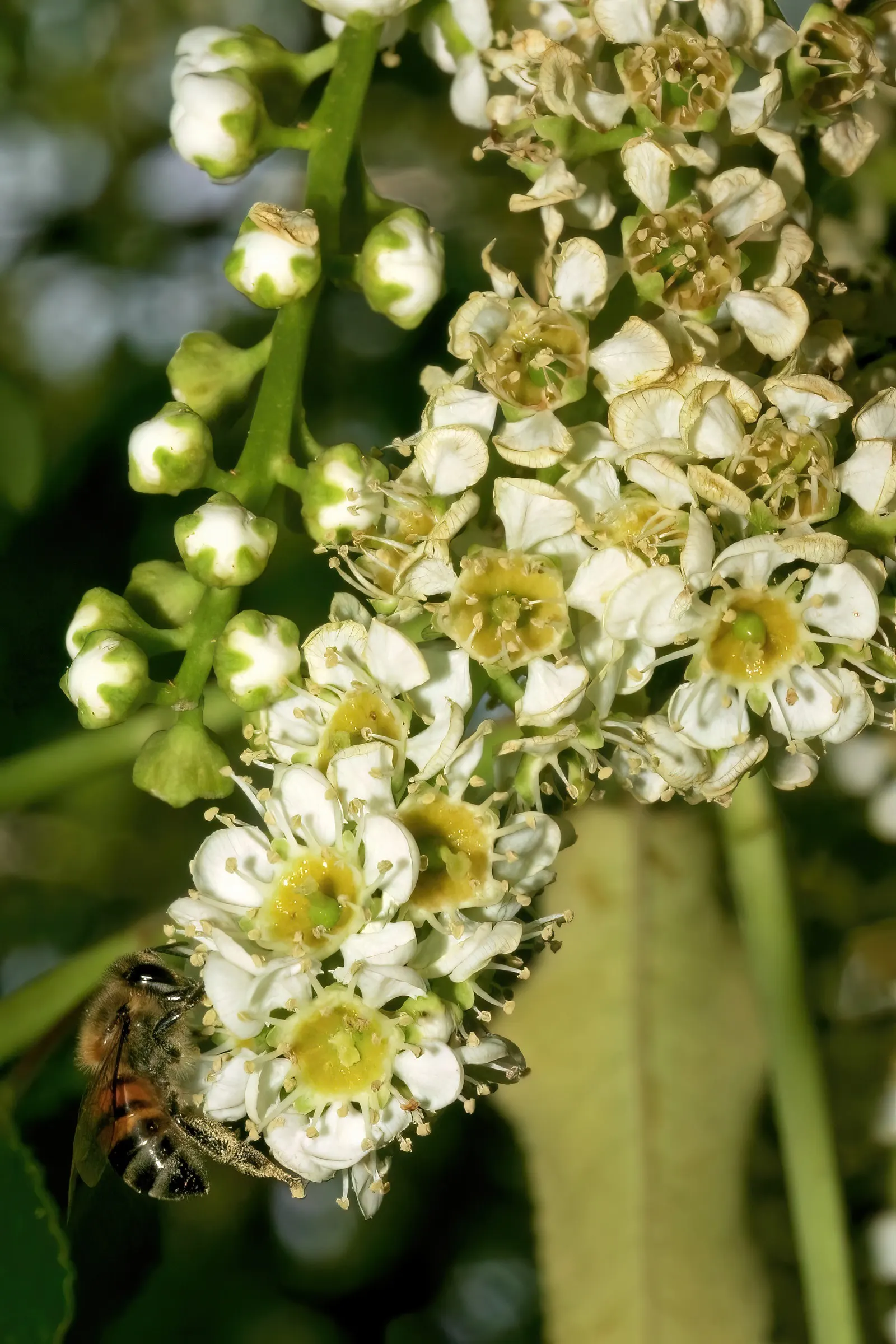 Black Cherry (Prunus Serotina) — As a landscape architect assistant