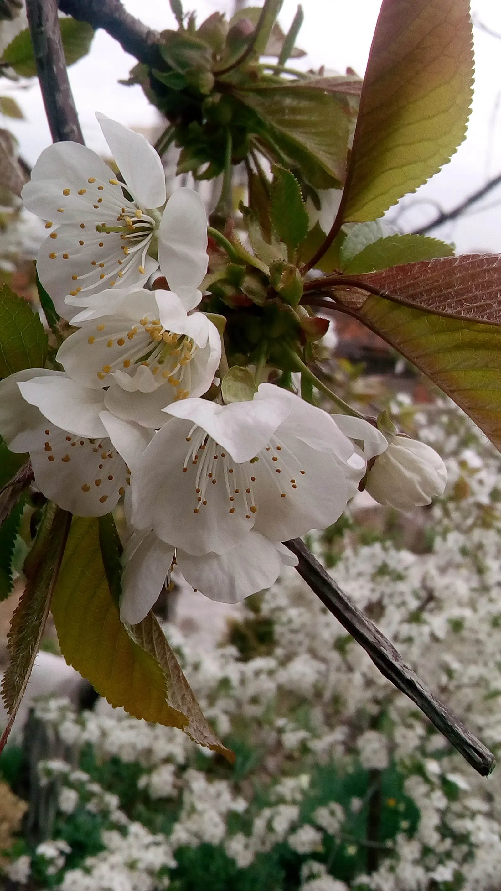 Black Cherry (Prunus Serotina) — alluring essence to the garden space; is a versatile and elegant tree, image 93