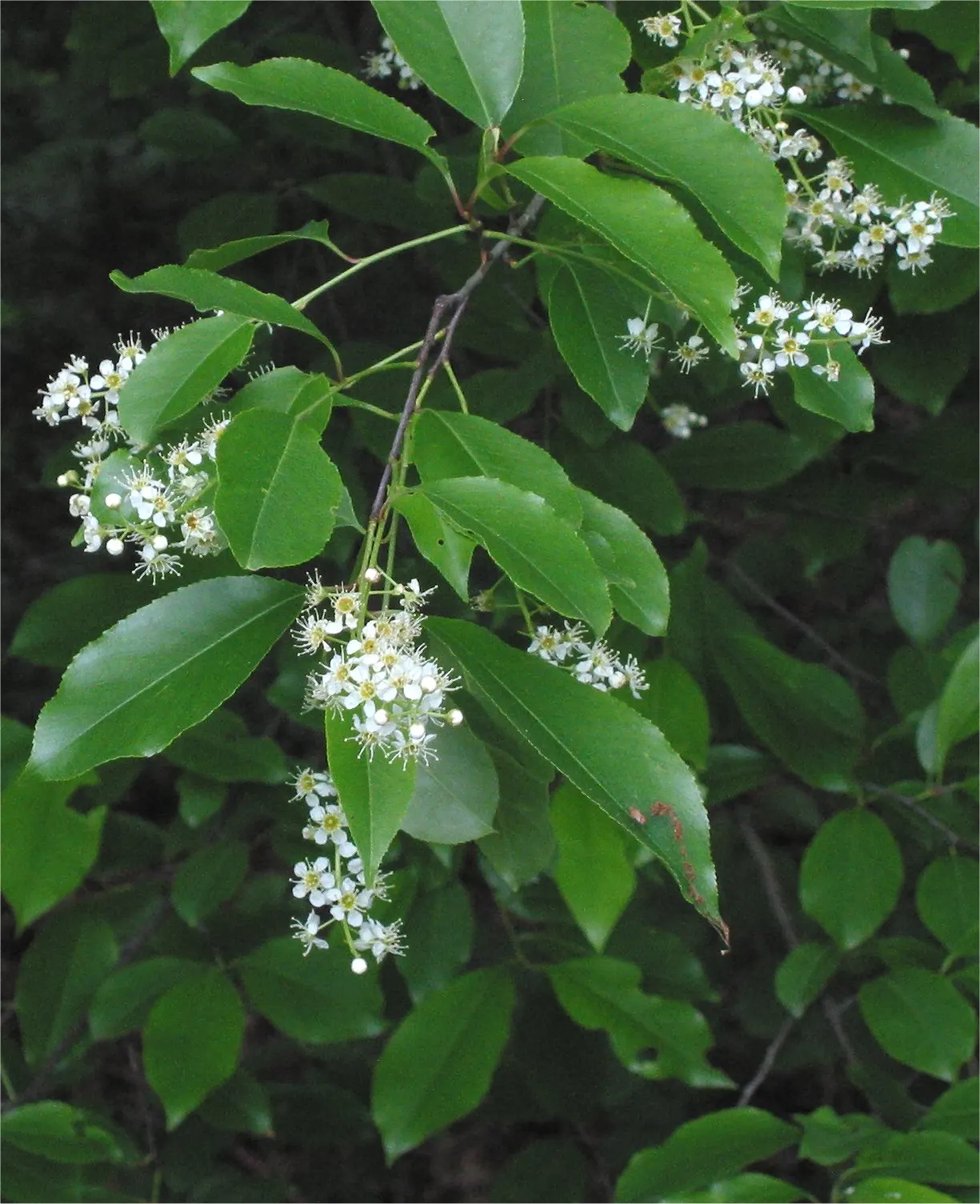 Black Cherry (Prunus Serotina) — Standing tall at a mature height between 50 to 80 feet with a spread of 20 to 30 feet; its fragrant white flowers, image 74