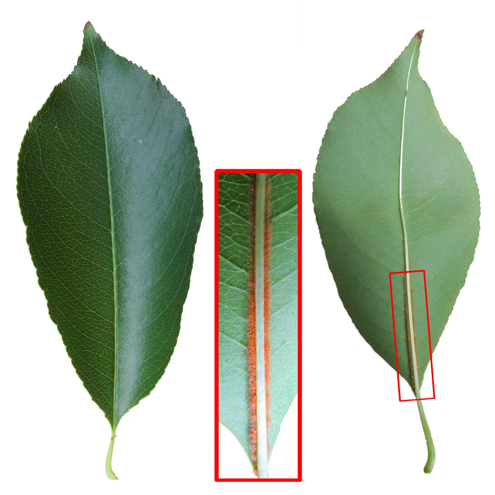 Black Cherry (Prunus Serotina) — adding ecological value to your landscape.<br><br>For optimal growth
