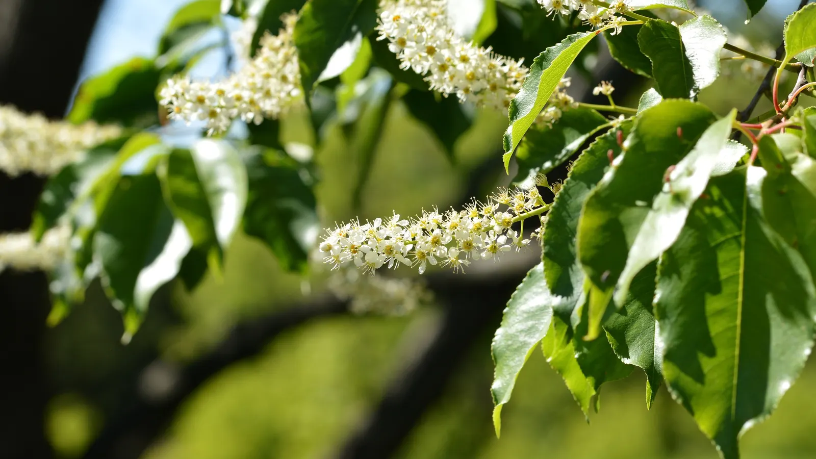 Black Cherry (Prunus Serotina) — providing a striking display; tree with pink and white blooms, image 78