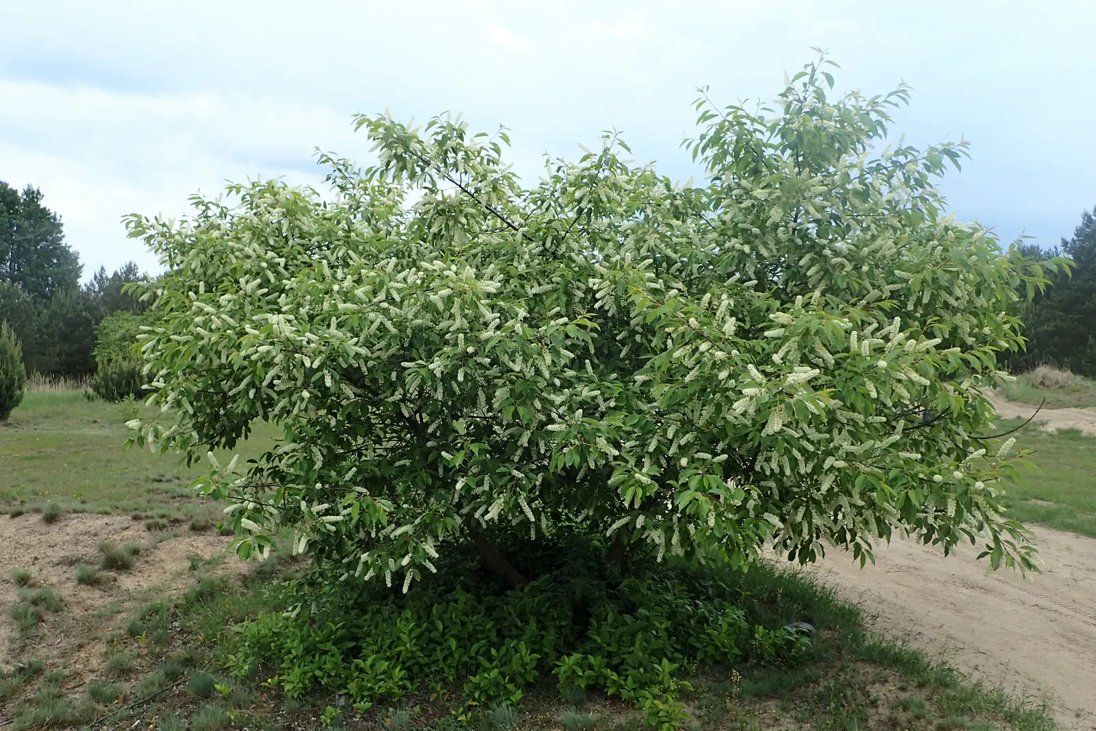 Black Cherry (Prunus Serotina) — is a deciduous native known for its fast growth; followed by purplish-black edible fruits that attract wildlife, image 97