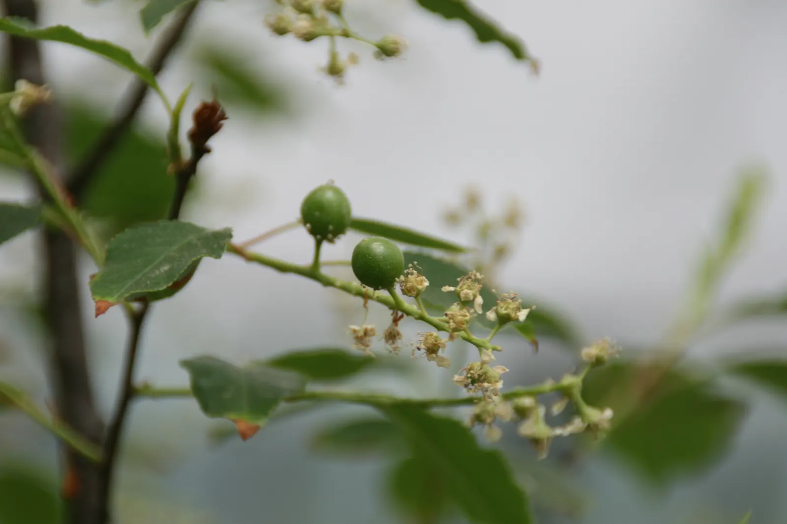 Black Cherry (Prunus Serotina) — approximately 1/3 inch in diameter; with moderate growth rates and longevity, image 82
