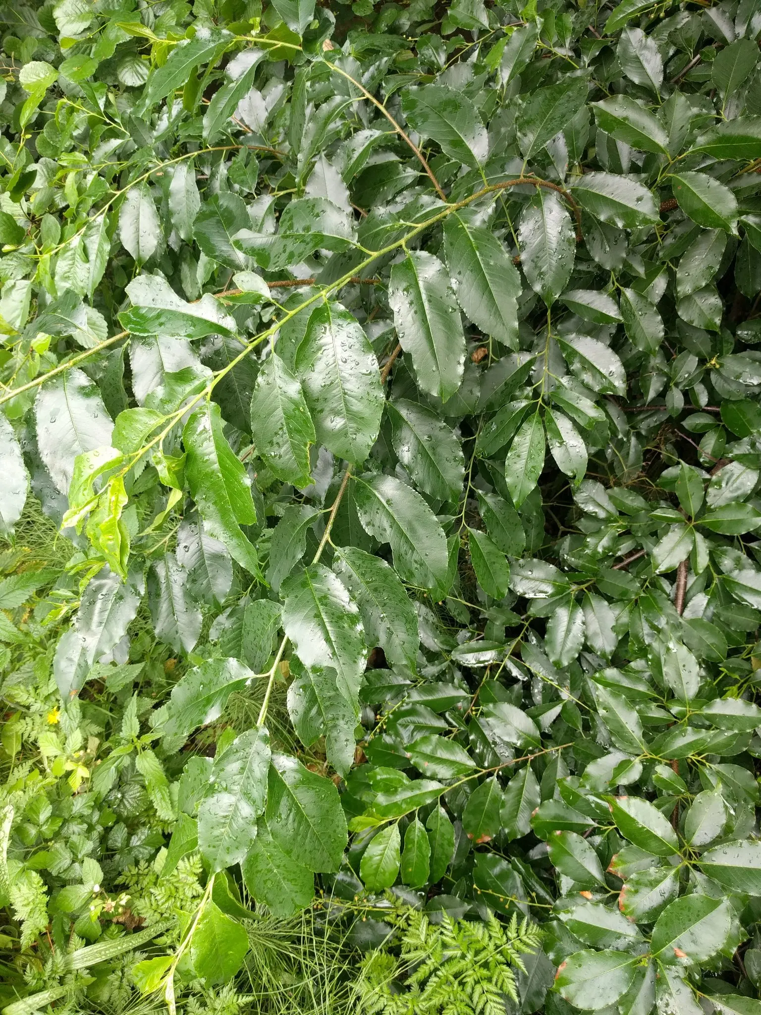 Black Cherry (Prunus Serotina) — here's a description that should be helpful:<br><br>The Black Cherry