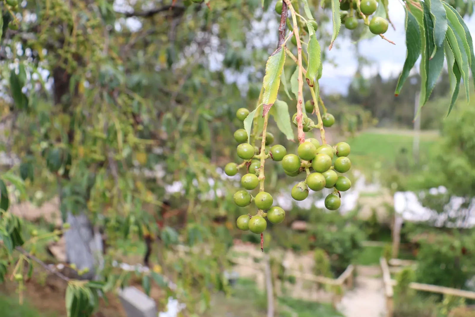 Black Cherry (Prunus Serotina) — As a landscape architect assistant; fall foliage is a striking yellow to red