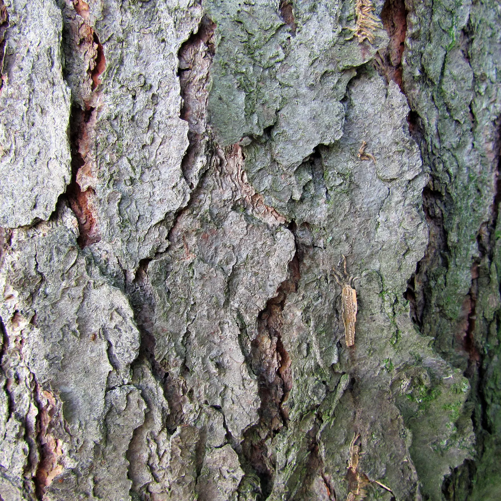Black Cherry (Prunus Serotina) — the Black Cherry prefers full sun to partial shade and adapts well to a range of soil types; attracting a plethora of