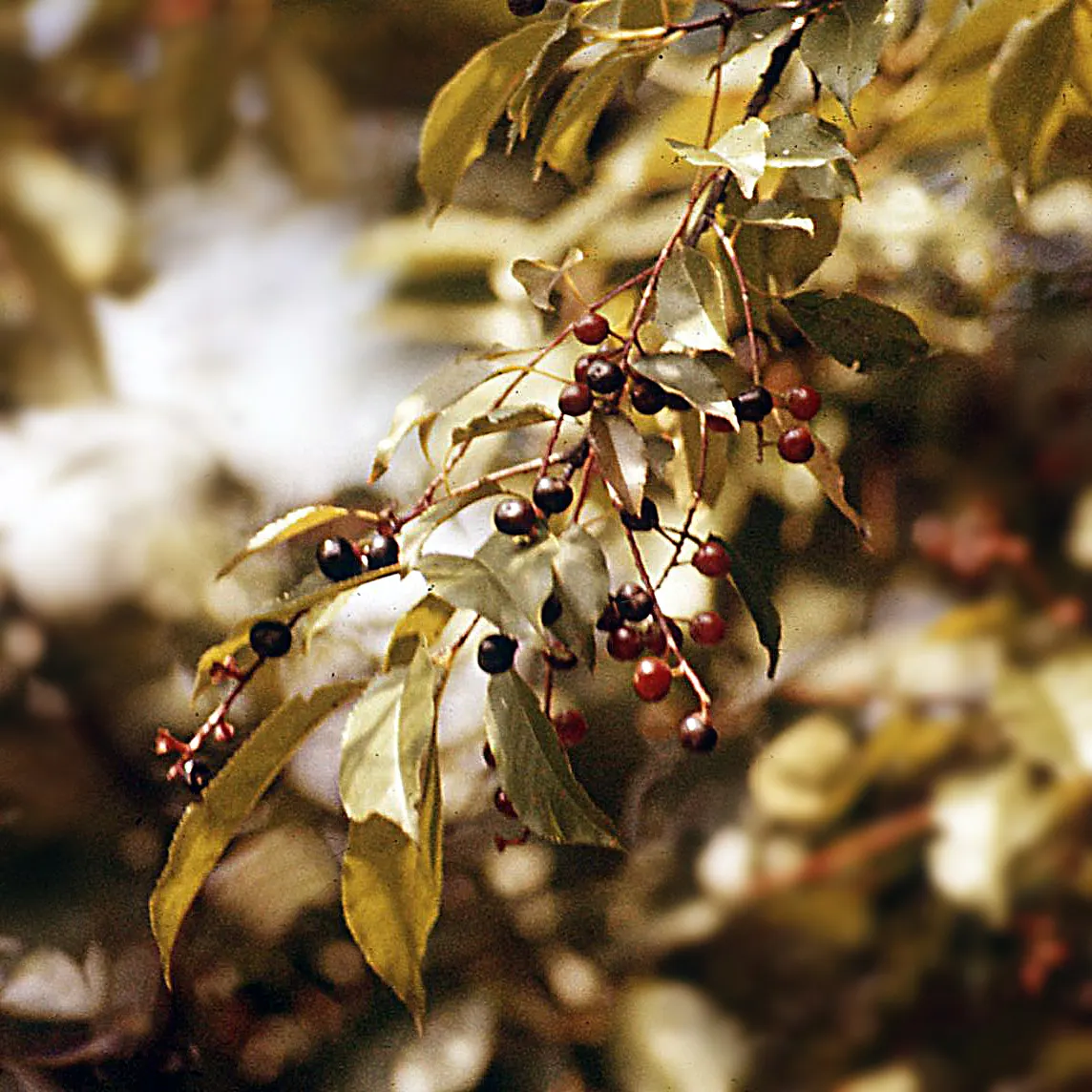 Black Cherry (Prunus Serotina) — delicate racemes of fragrant white flowers emerge; it thrives in full sun to part shade and adapts to various soils, image 111