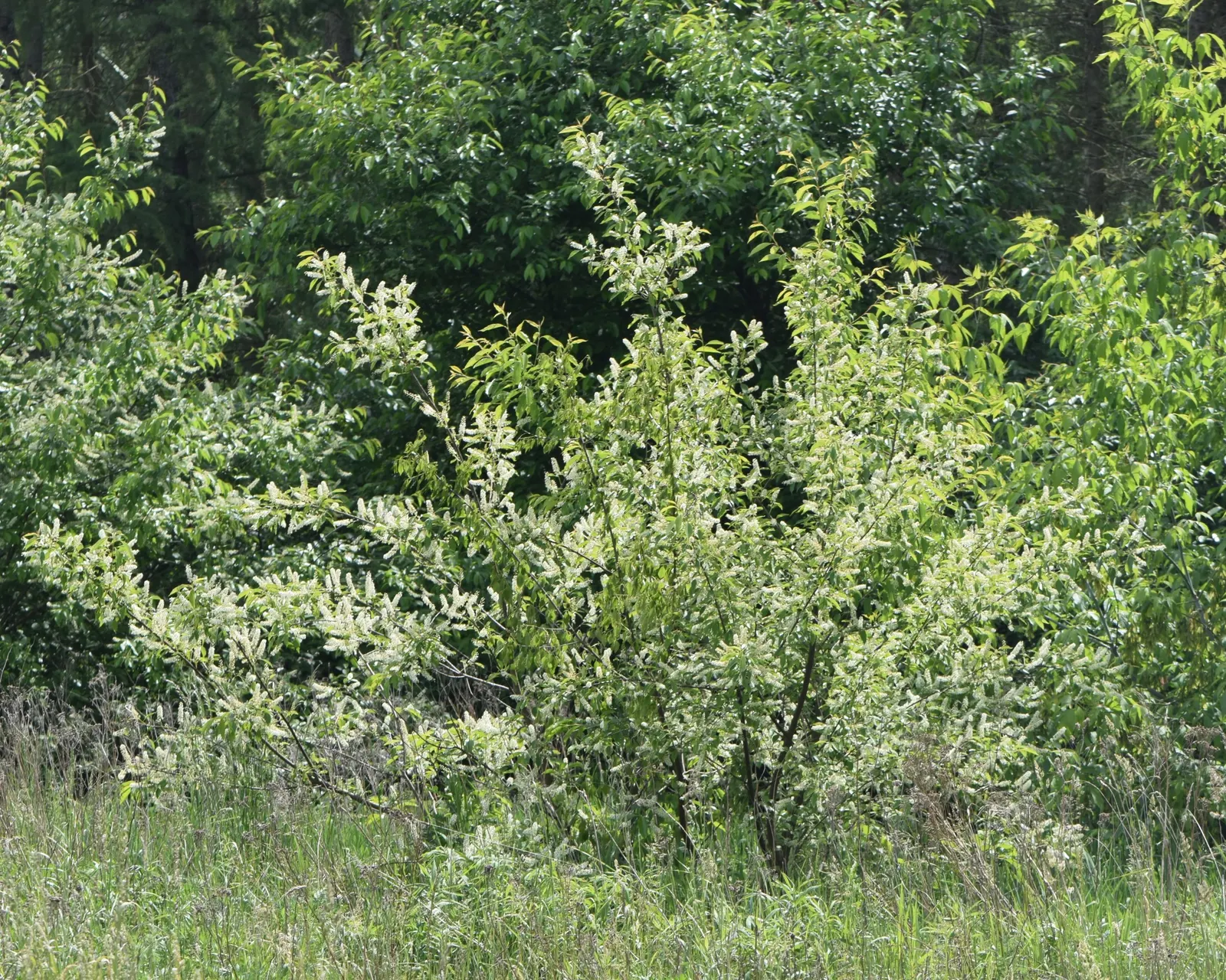Black Cherry (Prunus Serotina) — With moderate growth rates and longevity