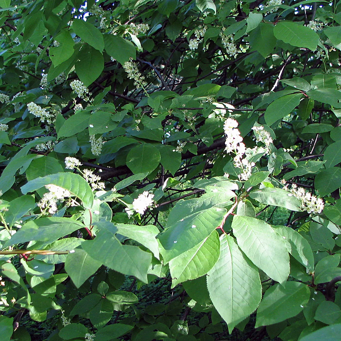 Black Cherry (Prunus Serotina) — consider incorporating this native tree into designs where height