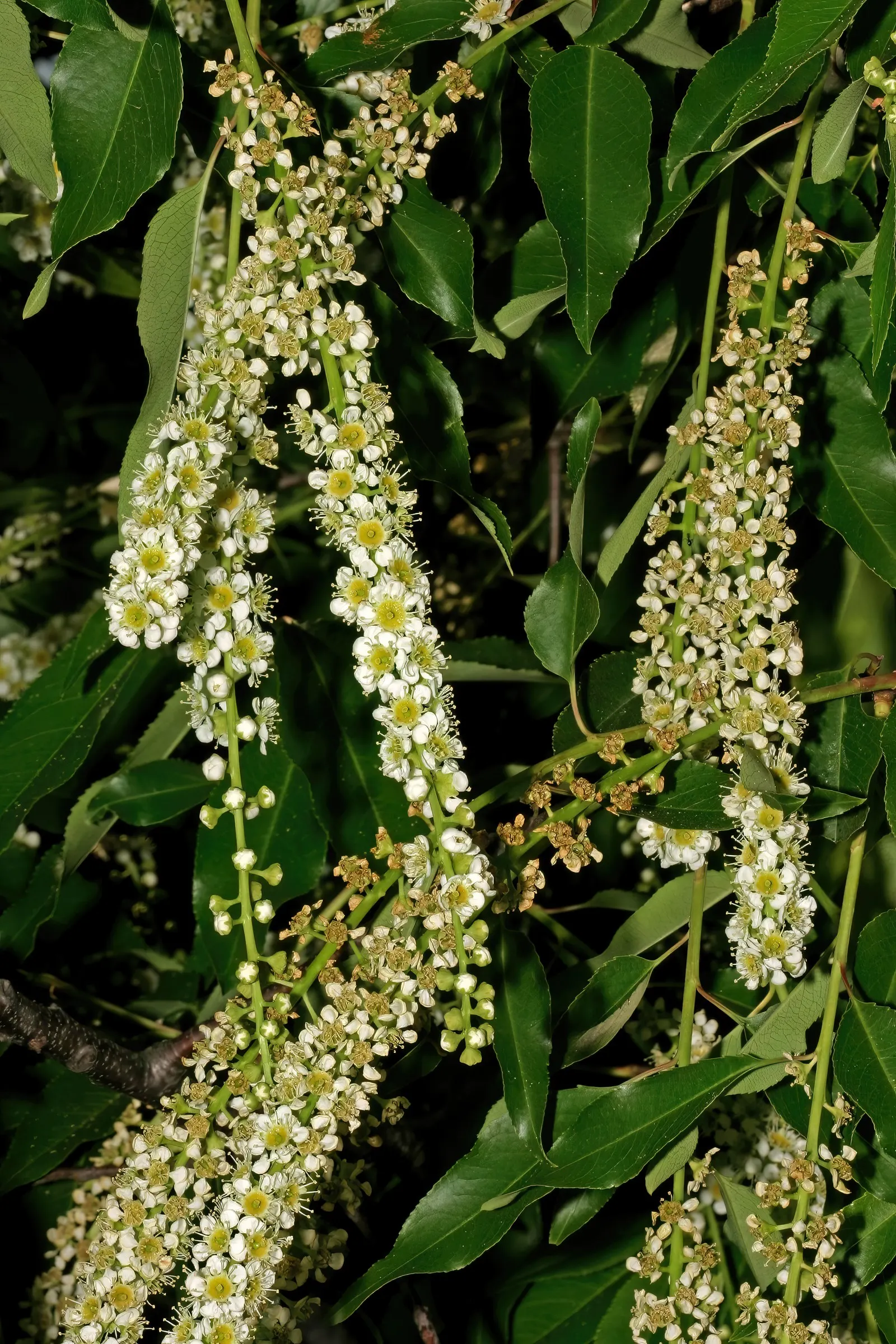 Black Cherry (Prunus Serotina) — it thrives in full sun to part shade and adapts to various soils; here's a description that should be, image 70