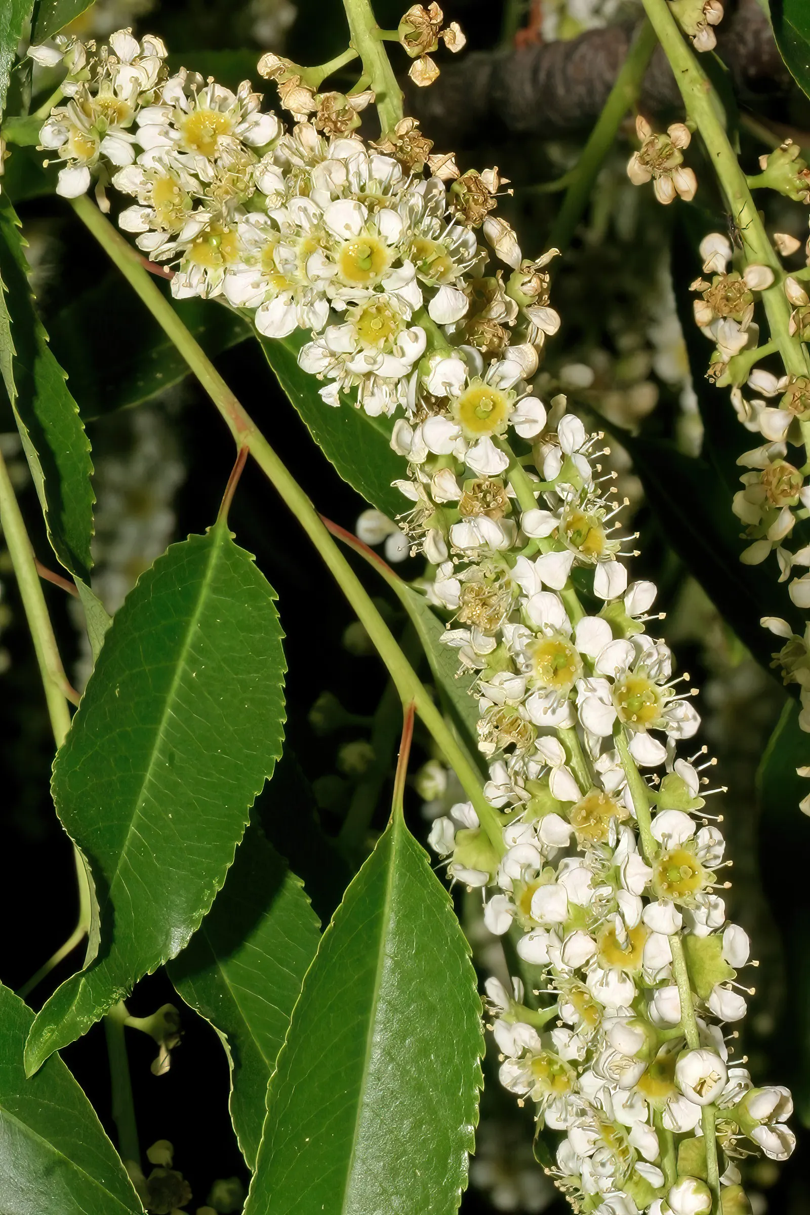 Black Cherry (Prunus Serotina) — With moderate growth rates and longevity; and support for local fauna are desired, image 91