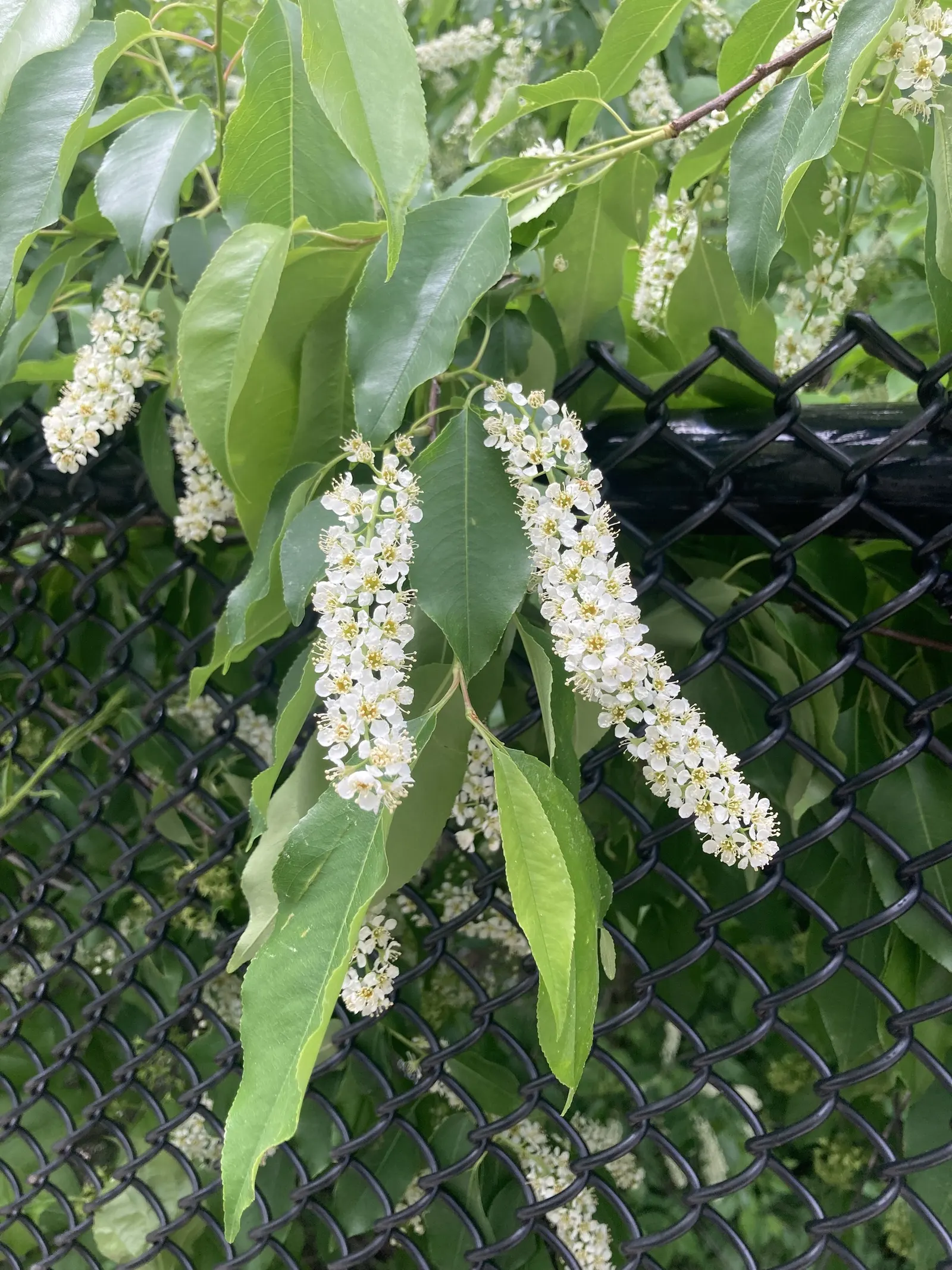 Black Cherry (Prunus Serotina) — Its fragrant white flowers bloom in late spring; approximately 1/3 inch in diameter, image 67