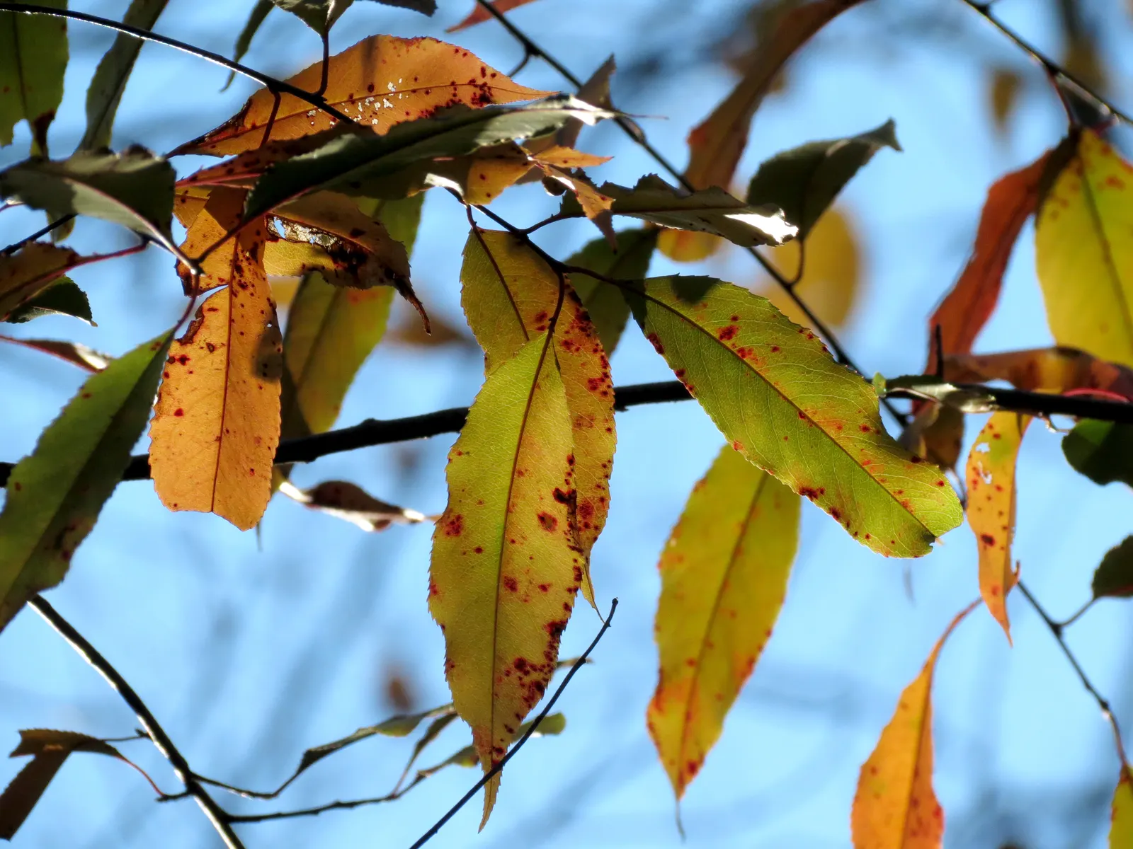 Black Cherry (Prunus Serotina) — offering a grand silhouette against the skyline.<br><br>Its leaves are simple and alternately arranged; dark, image 76