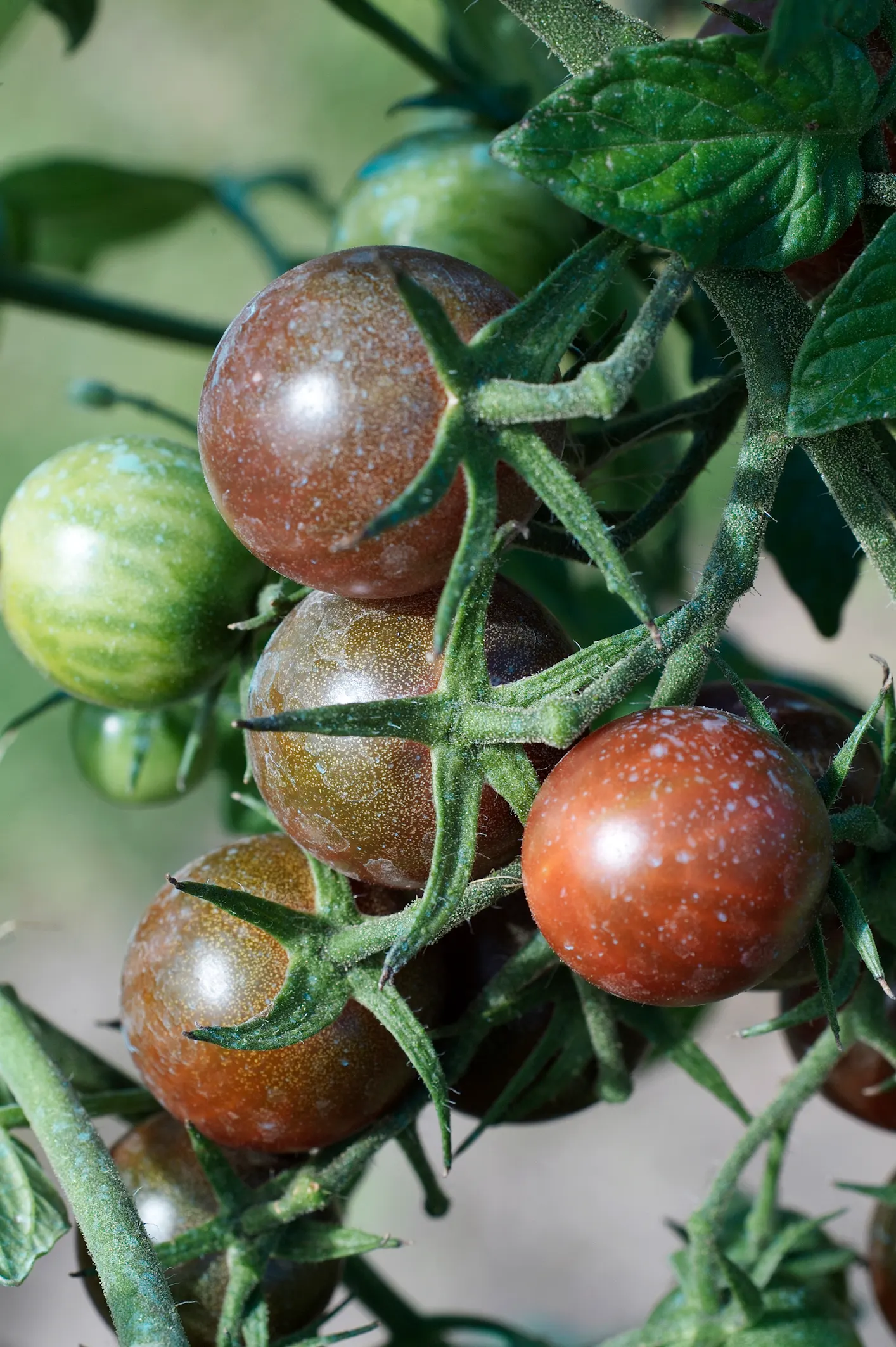 Black Cherry (Prunus Serotina) — followed by purplish-black edible fruits that attract wildlife; consider incorporating this native tree into, image 68