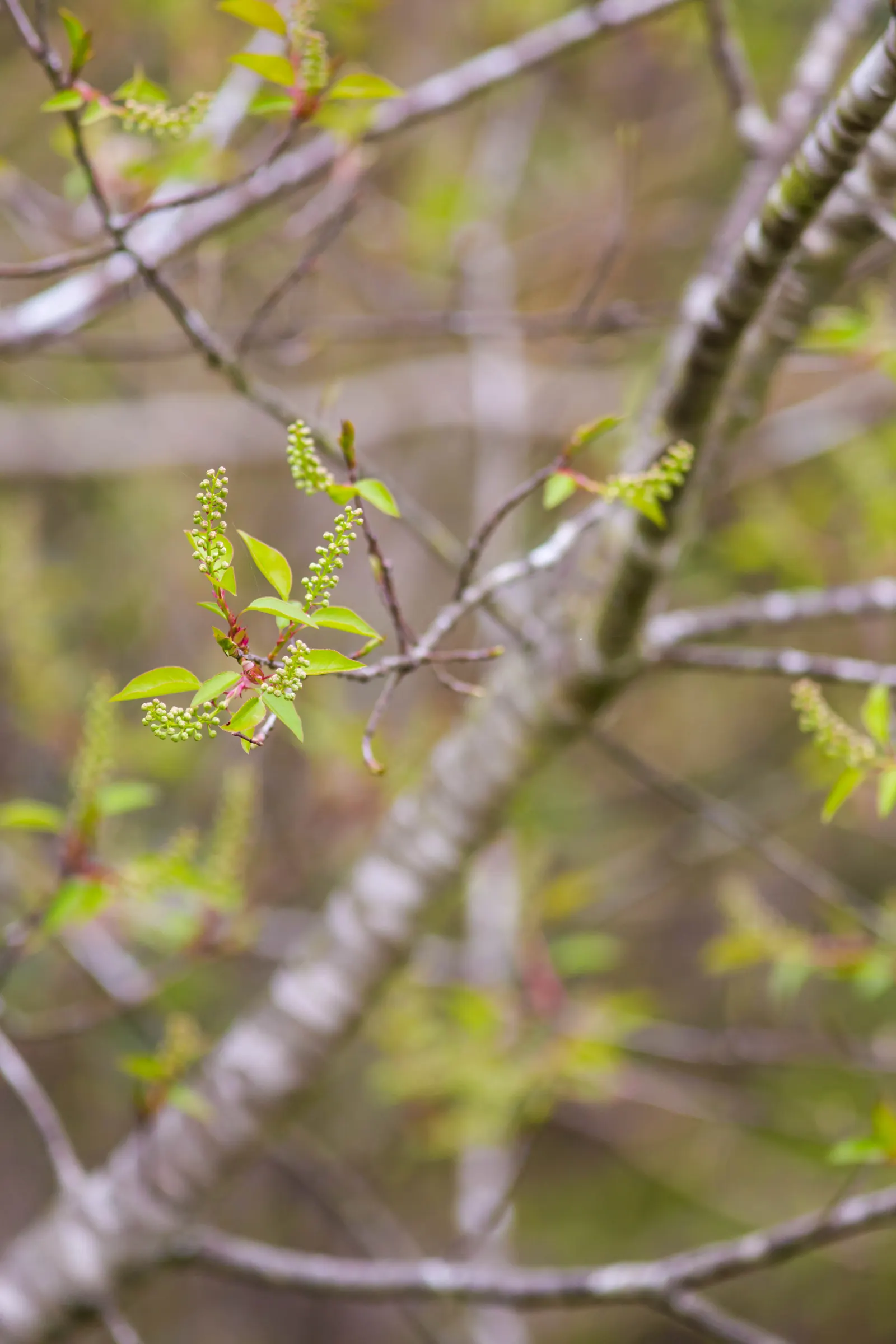 Black Cherry (Prunus Serotina) — is a versatile and elegant tree; the Black Cherry prefers full sun to partial shade and adapts well to a range of, image 104