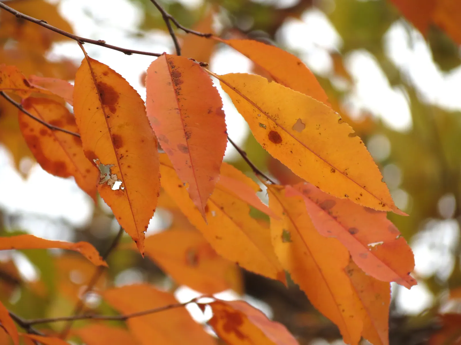 Black Cherry (Prunus Serotina) — is a deciduous native known for its fast growth