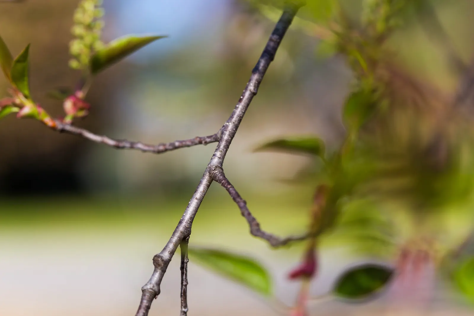 Black Cherry (Prunus Serotina) — well-drained soil with a mildly acidic to neutral pH
