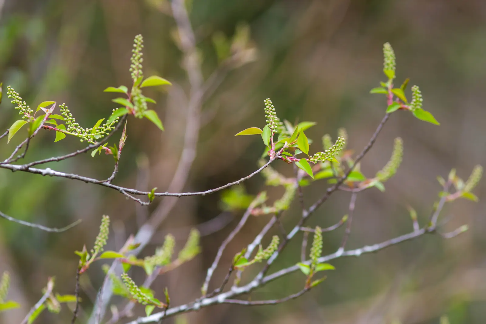 Black Cherry (Prunus Serotina) — approximately 1/3 inch in diameter; with moderate growth rates and longevity, image 114