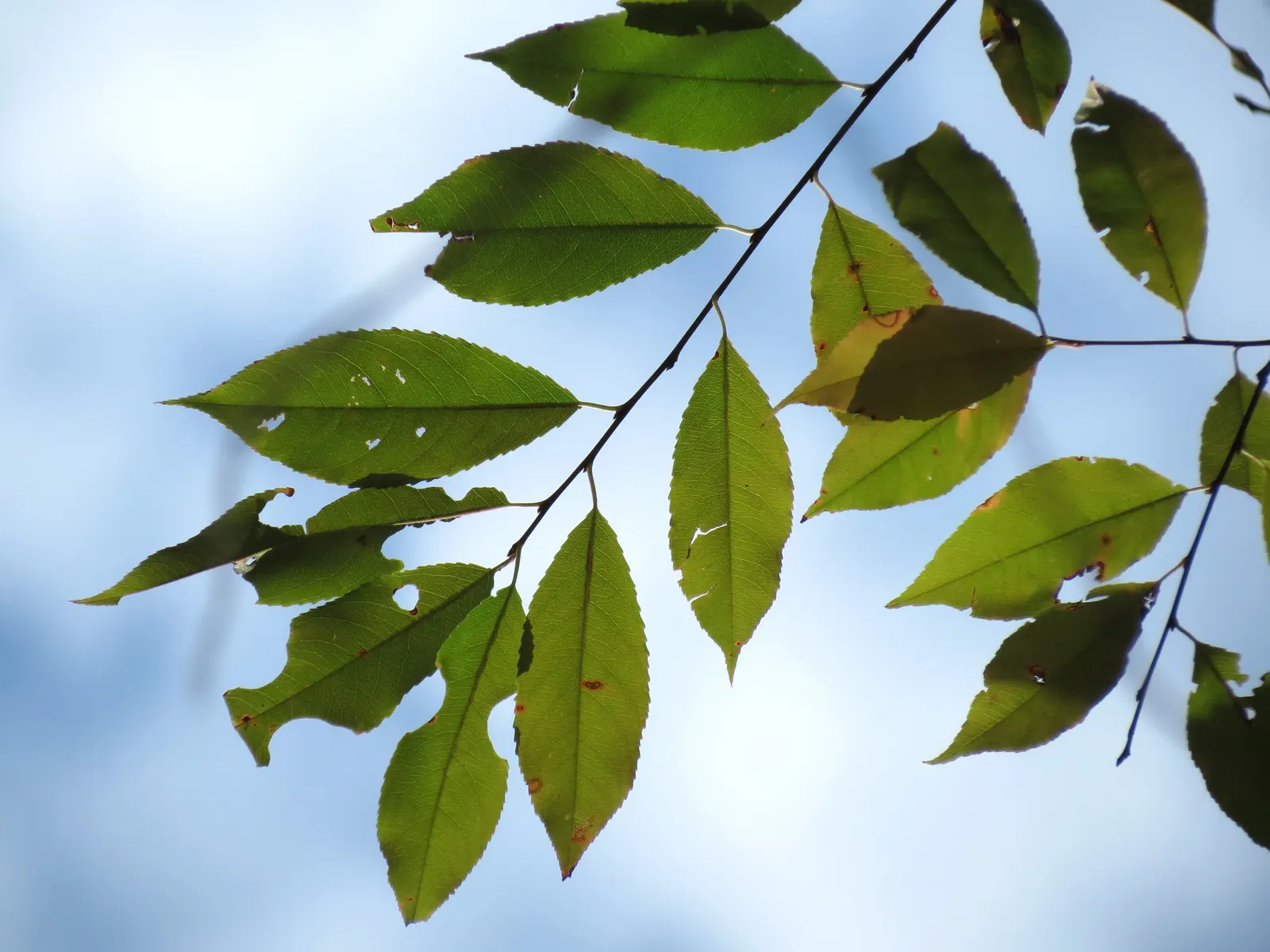 Black Cherry (Prunus Serotina) — this stately deciduous tree features an oblong-oval to rounded crown