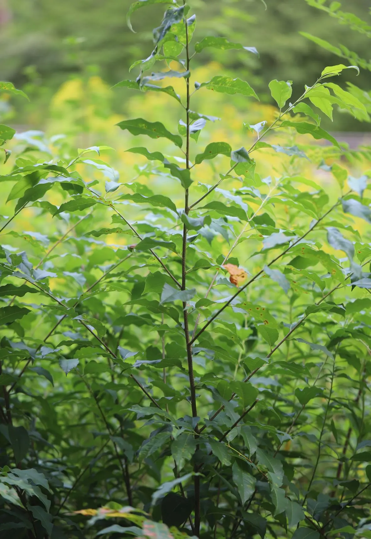 Black Cherry (Prunus Serotina) — this stately deciduous tree features an oblong-oval to rounded crown; standing tall at a mature height between 50 to 80 feet