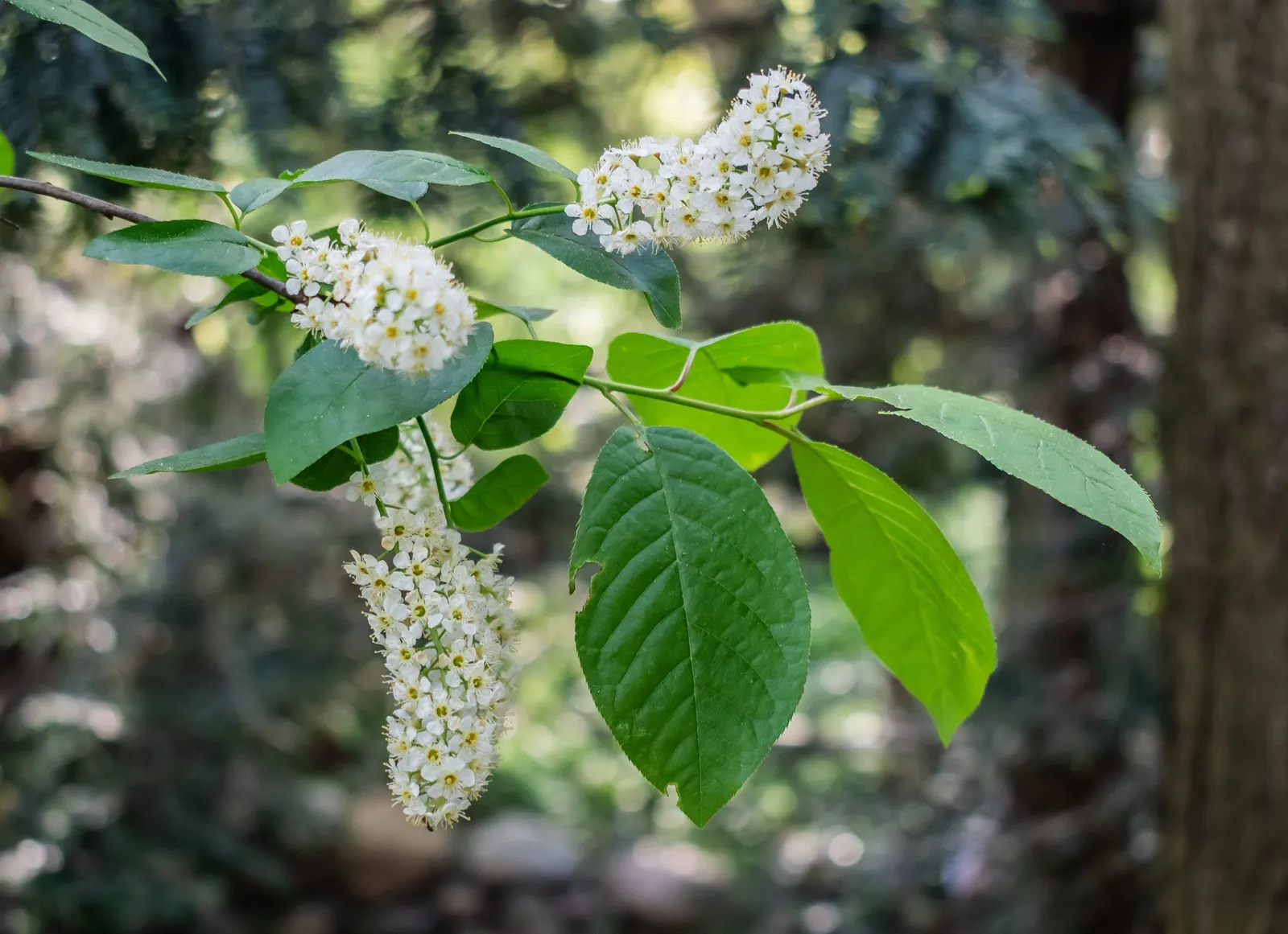 Black Cherry (Prunus Serotina) — As a landscape architect assistant; fall foliage is a striking yellow to red, image 88