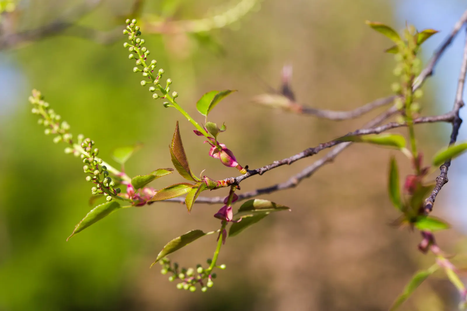 Black Cherry (Prunus Serotina) — providing a striking display