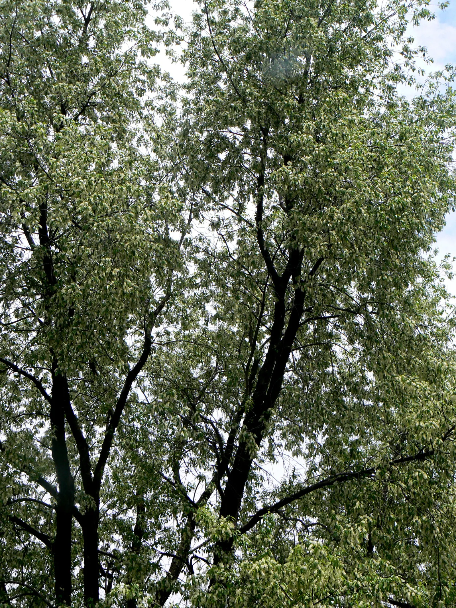Black Cherry (Prunus Serotina) — adding ecological value to your landscape.<br><br>For optimal growth; esteemed for its ornamental beauty and beneficial