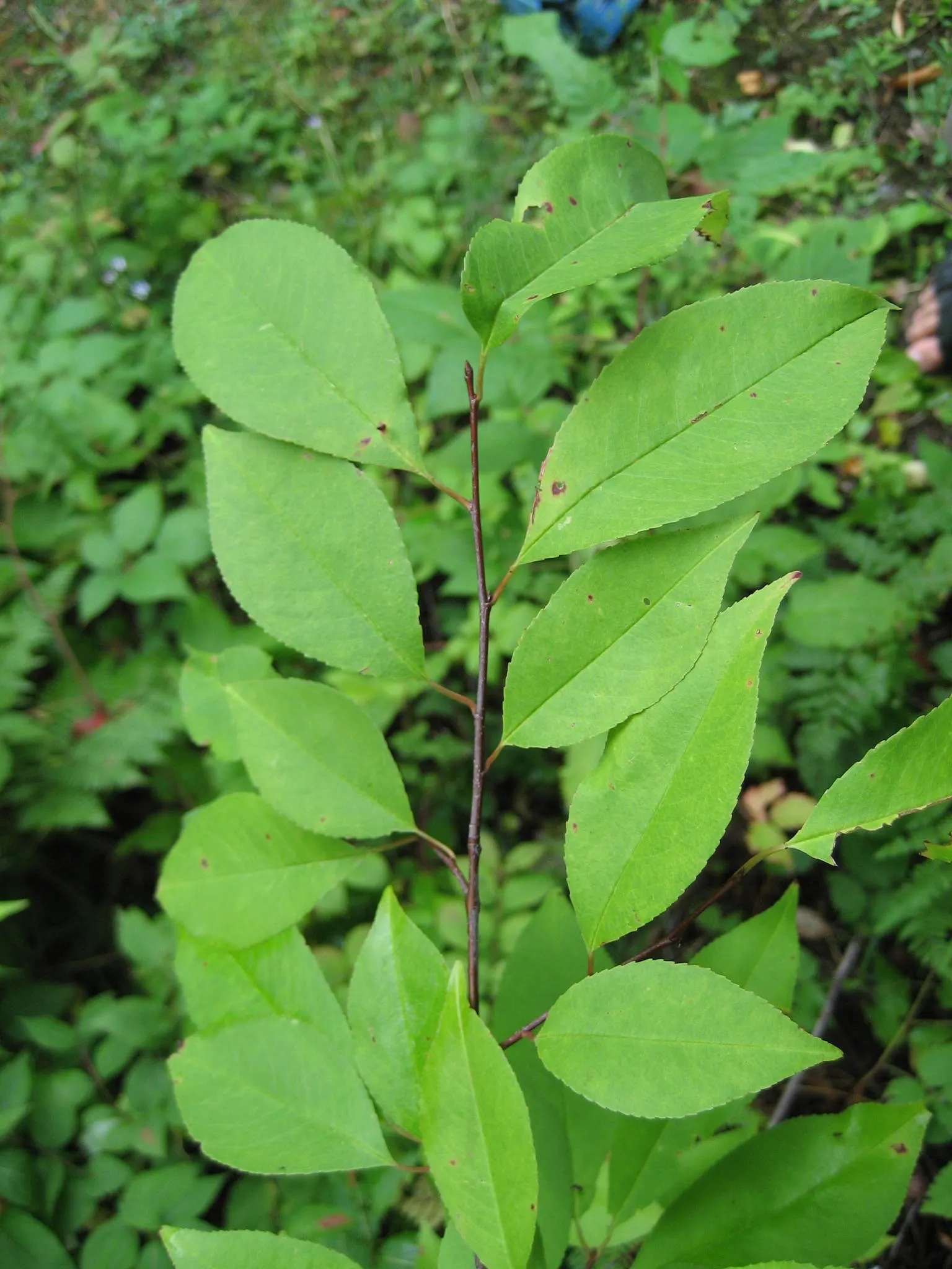 Black Cherry (Prunus Serotina) — dark purple to black drupes; adding ecological value to your landscape.<br><br>For optimal growth, image 81