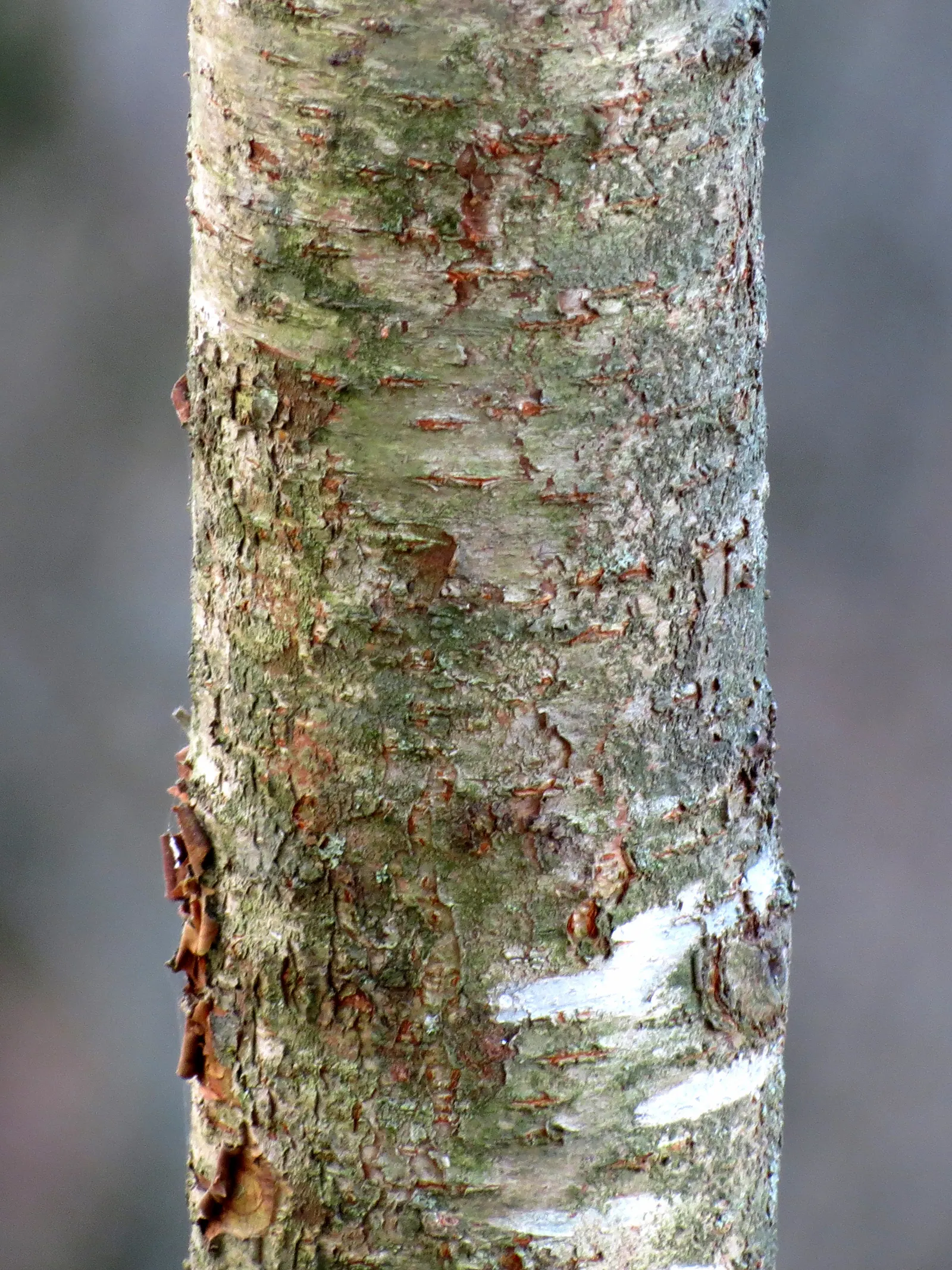Black Cherry (Prunus Serotina) — this stately deciduous tree features an oblong-oval to rounded crown; standing tall at a mature height between 50, image 107