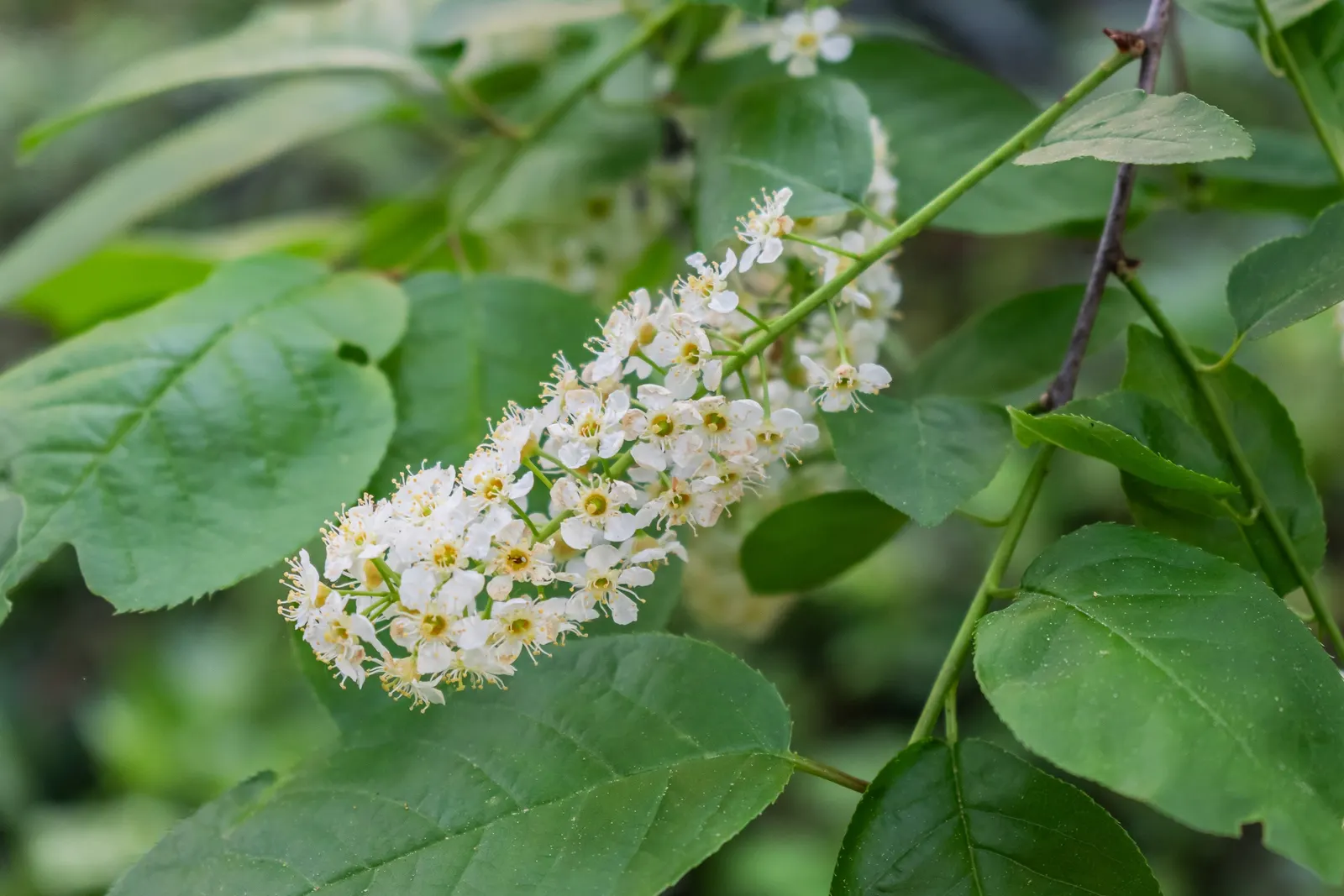 Black Cherry (Prunus Serotina) — alluring essence to the garden space