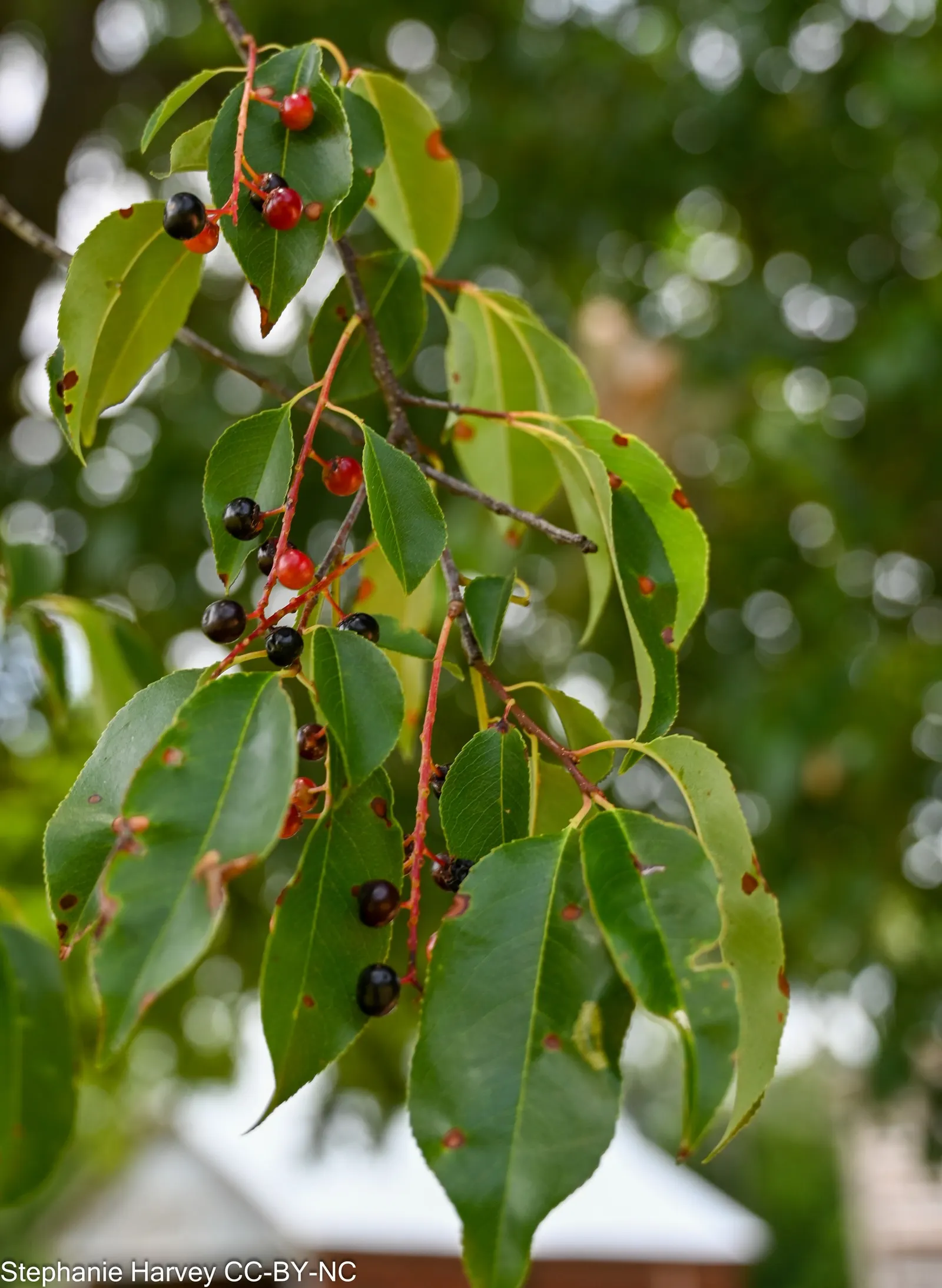 Black Cherry (Prunus Serotina) — alluring essence to the garden space; is a versatile and elegant tree