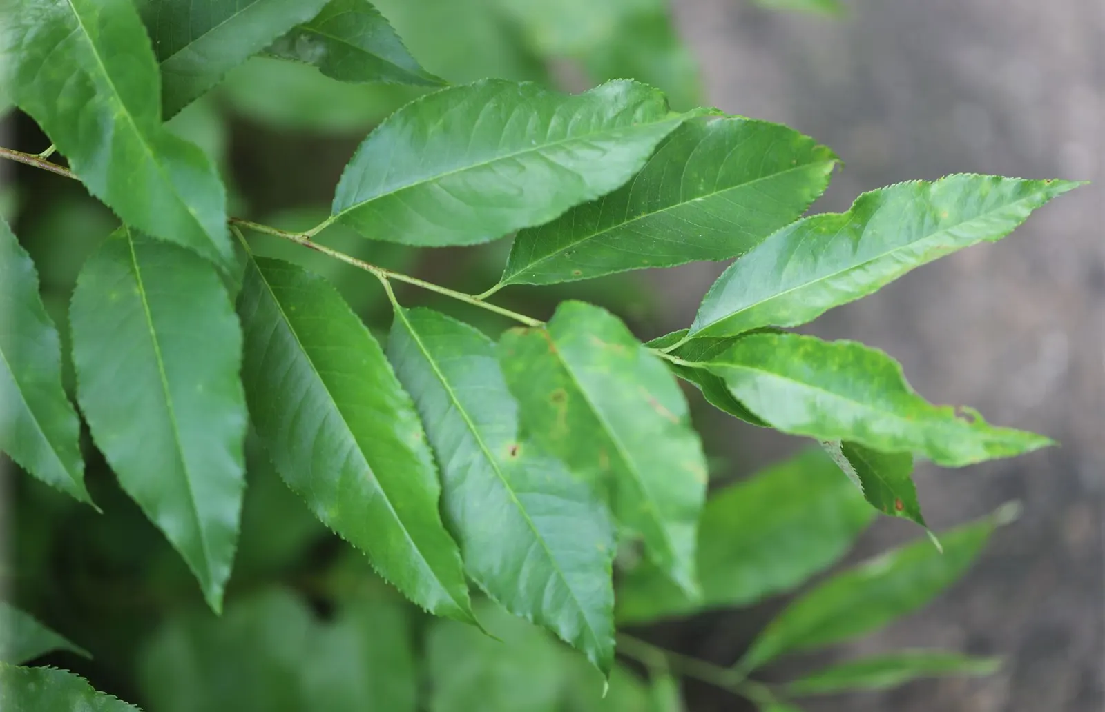 Black Cherry (Prunus Serotina) — Its fragrant white flowers bloom in late spring; approximately 1/3 inch in diameter