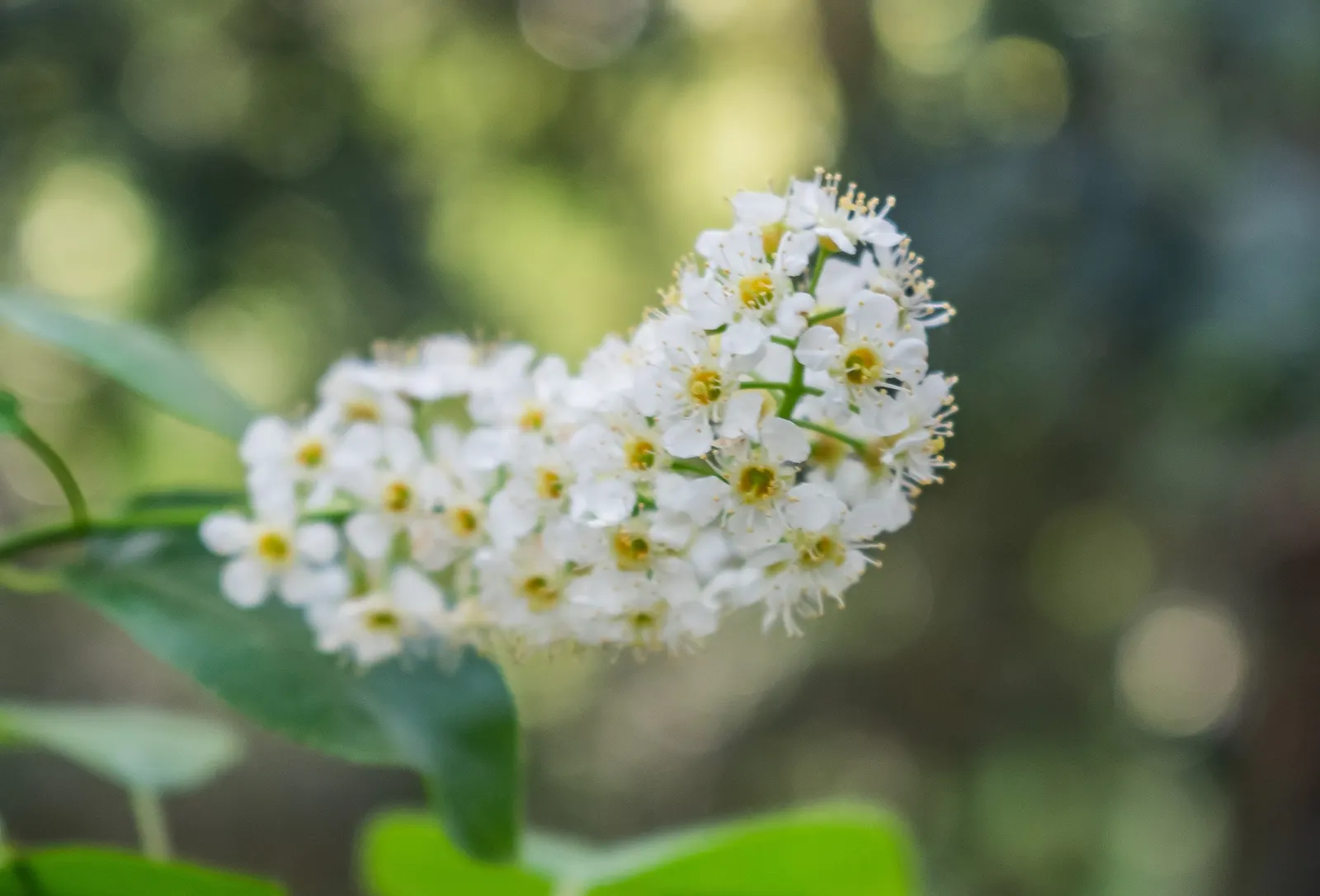 Black Cherry (Prunus Serotina) — Prunus serotina is a classic choice for adding a natural