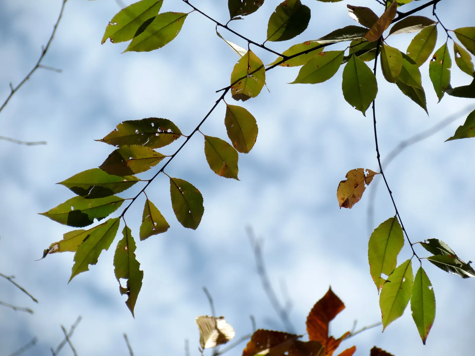 Black Cherry (Prunus Serotina) — With moderate growth rates and longevity; and support for local fauna are desired