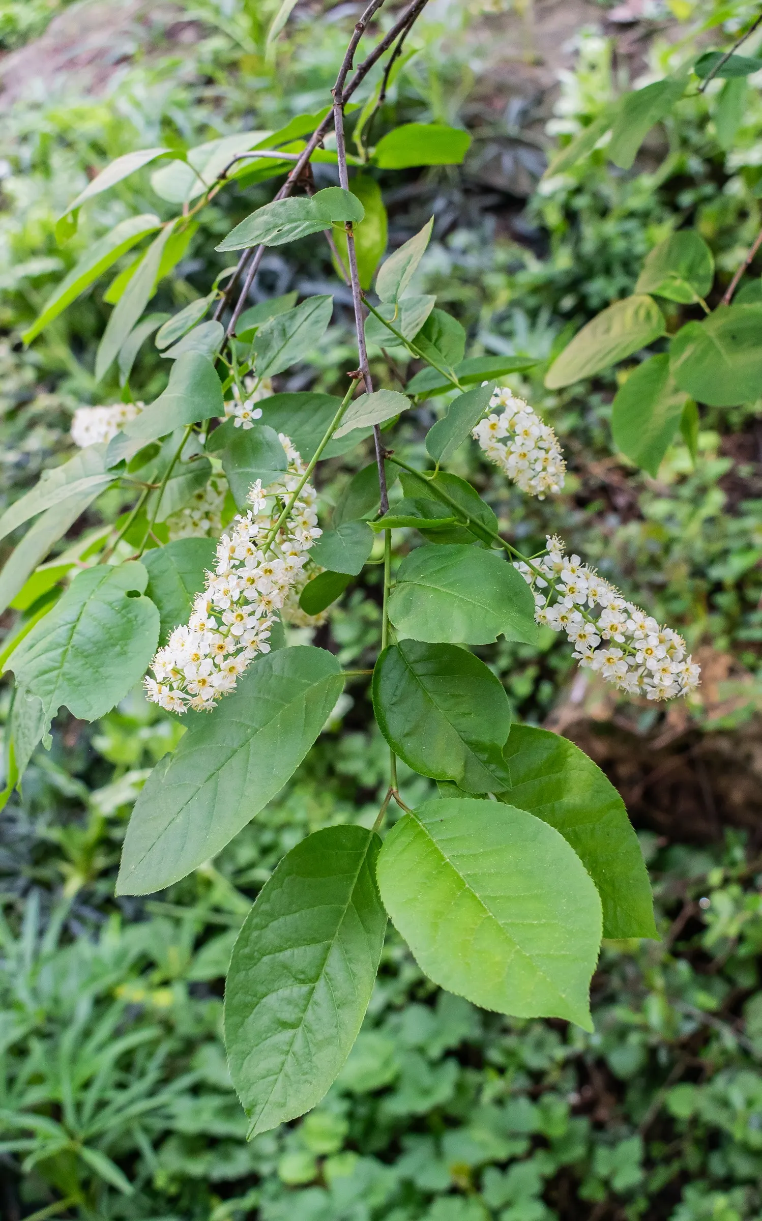 Black Cherry (Prunus Serotina) — Prunus serotina is a classic choice for adding a natural; is a deciduous native known for its fast growth, image 92