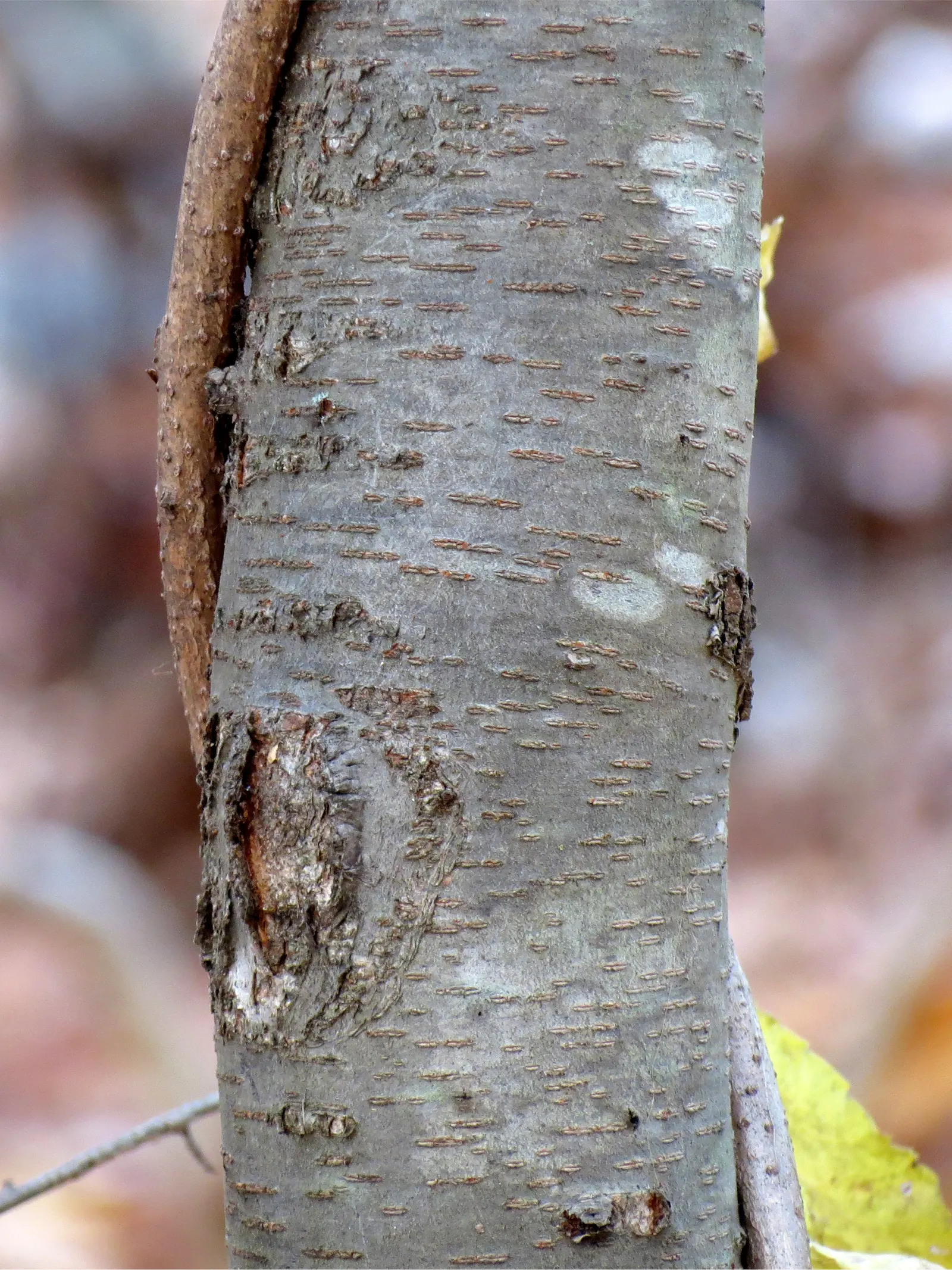 Black Cherry (Prunus Serotina) — and support for local fauna are desired
